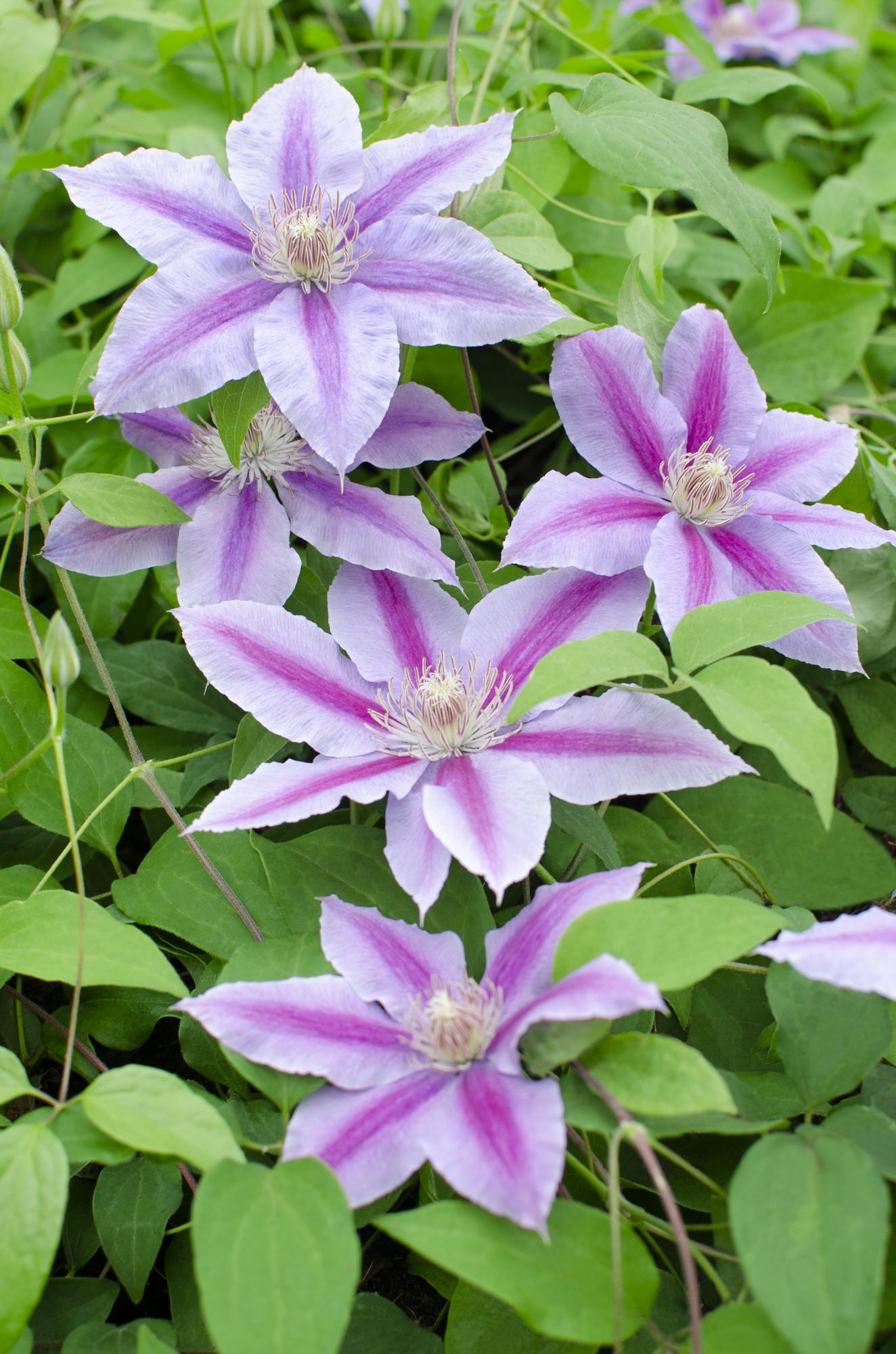 Clematis 'Dr. Ruppel' – summer-flowering climbing plant, 15 cm pot, 65 cm tall