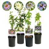 GreenboutiQ - Passionsblume - Passiflora Rainbow - Blume Rosa Weiß Lila Grün - Wenig Pflege - 4 Pflanzen - Topf 11cm Höhe 40cm