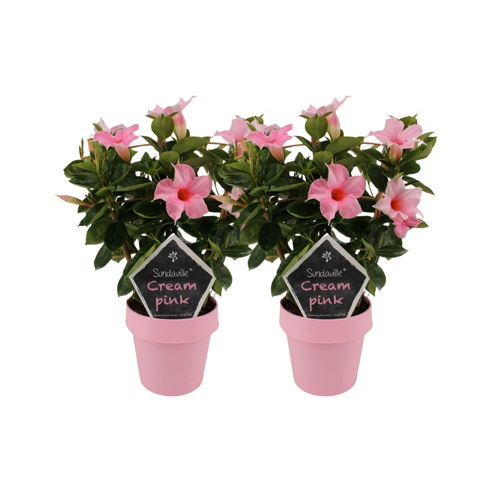 Mandevilla “Sundaville Cream Pink” op een standaard – 2 planten, pot 14 cm, 40 cm hoog