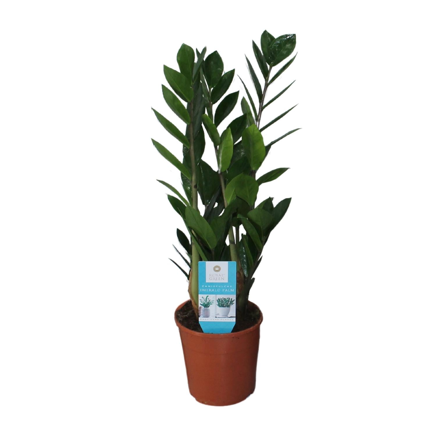 Zamioculcas Zamiifolia - Glücksfeder - 40-95 cm