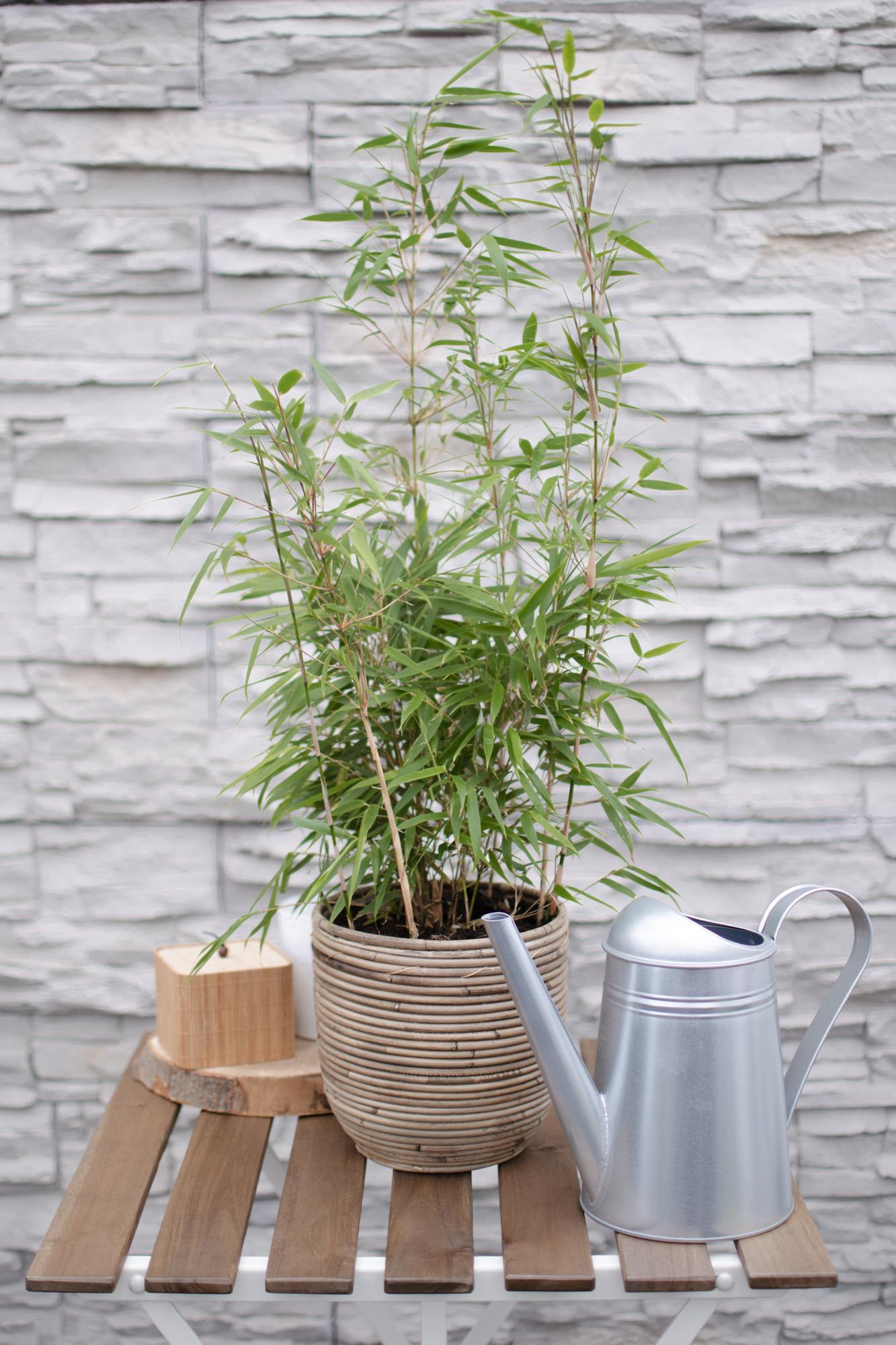 Fargesia rufa – pollenvormende tuinbamboe in verschillende hoogtes