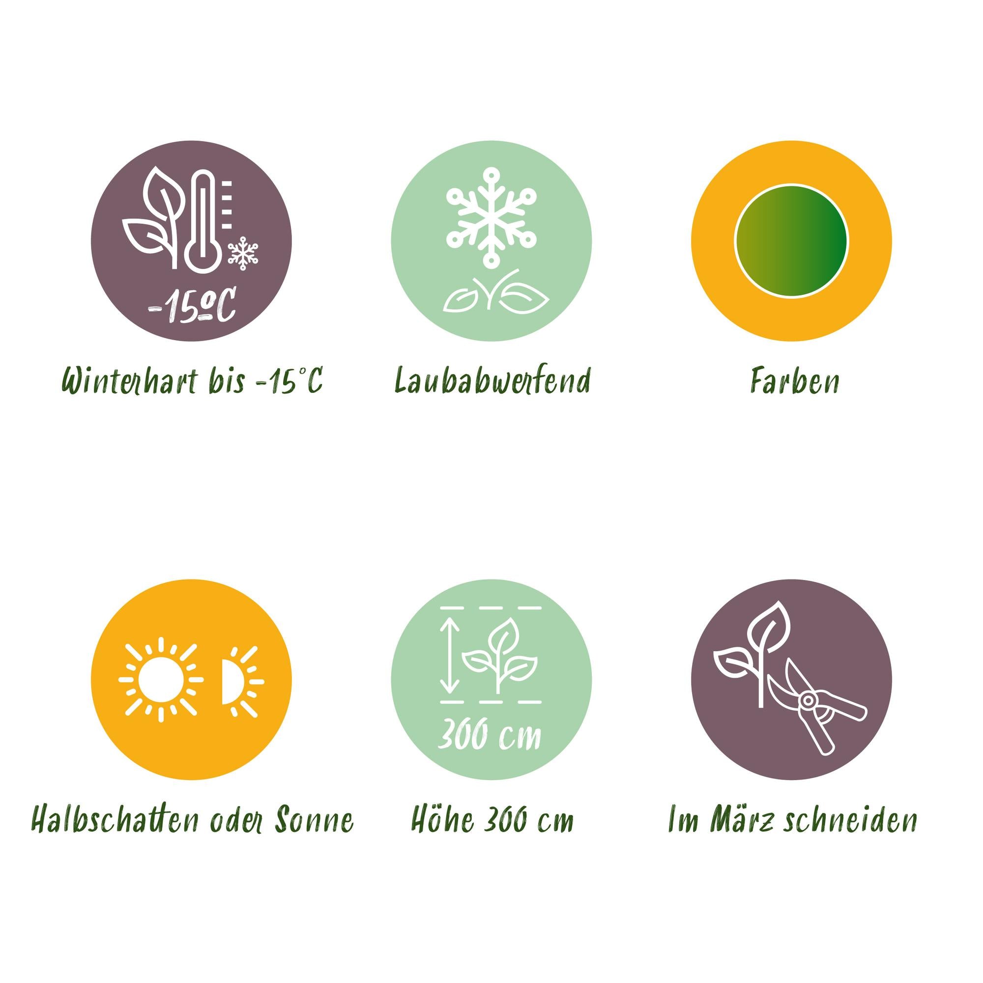 Acer Palmatum ‘Metamorphosa’ – Japanischer Ahorn, laubabwerfend – 19 cm Topf, 70 cm hoch