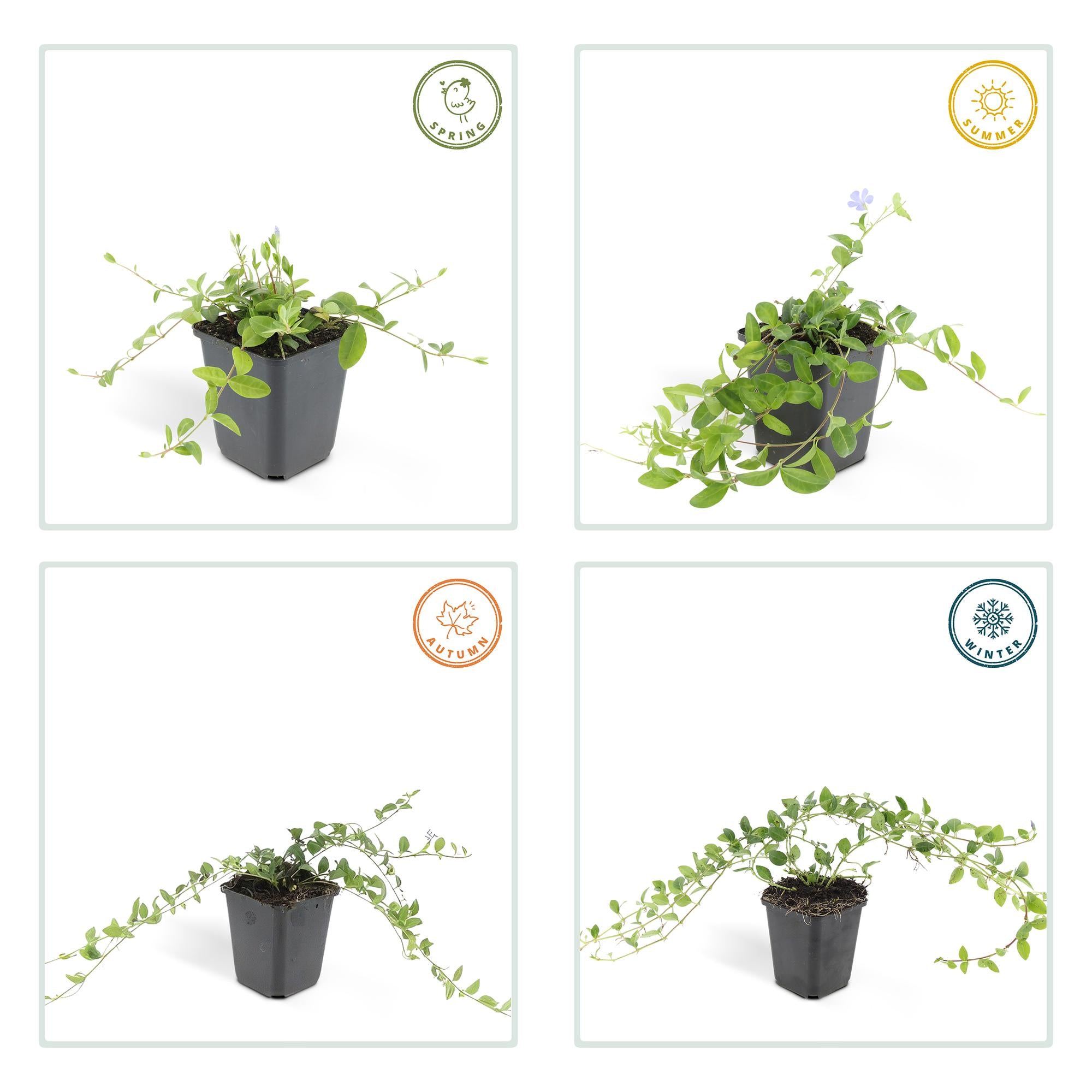 Vinca minor – bodendeckender Immergrün-Klassiker, 9 cm Topf, 10–25 cm Höhe