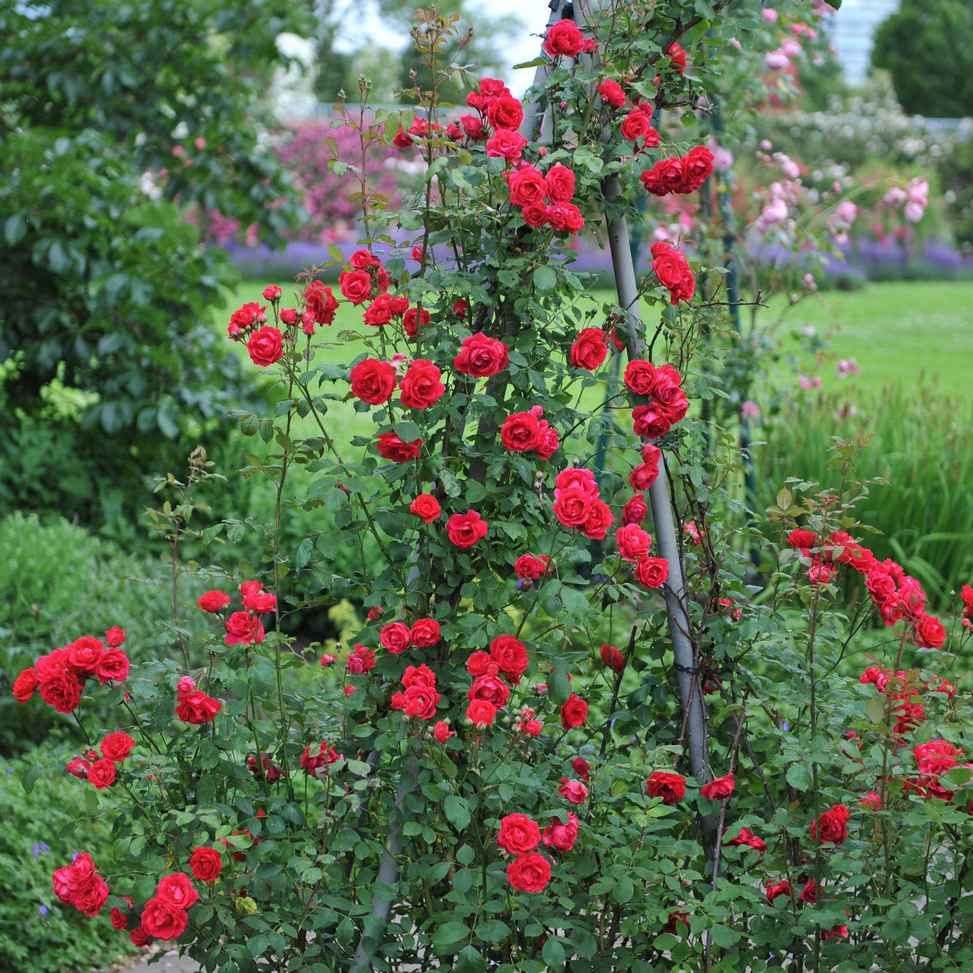Kletterrose ‘Paul Scarlet Climber’ – robust, pflegeleicht, 2 Pflanzen, Topf 11 cm, 40 cm hoch