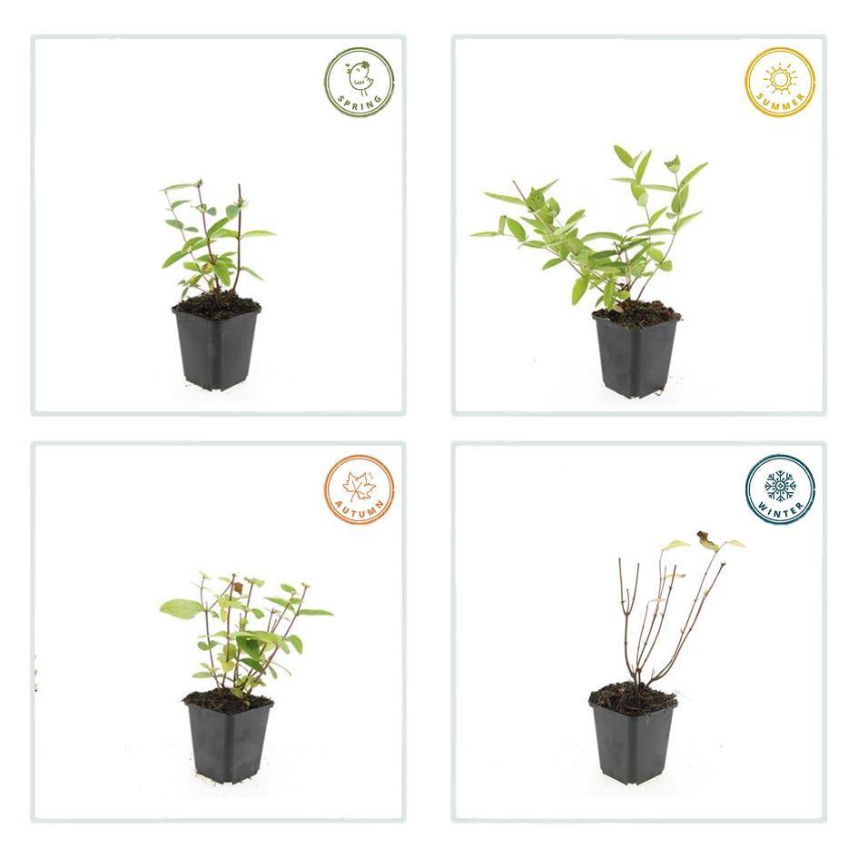 Johanniskraut ‘Annabel’ – Zierjohanniskraut, 9 cm Topf, 10–25 cm hoch