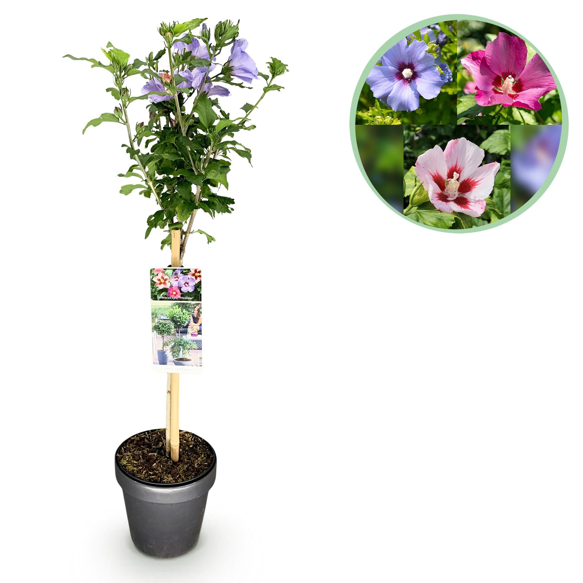 Hibiscus syriacus ‘Tricolour’ – Stämmchen für Terrasse und Garten, 19 cm Topf, 90 cm Höhe