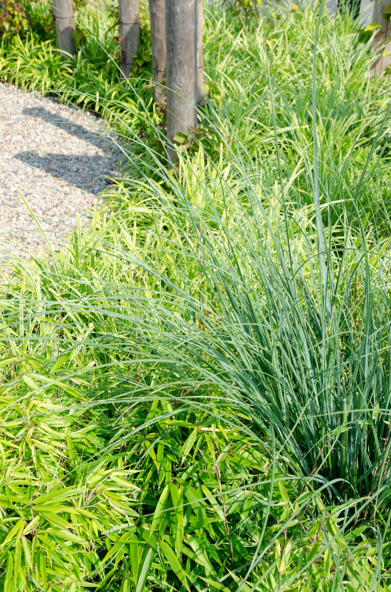 Fargesia rufa – pollenvormende tuinbamboe in verschillende hoogtes