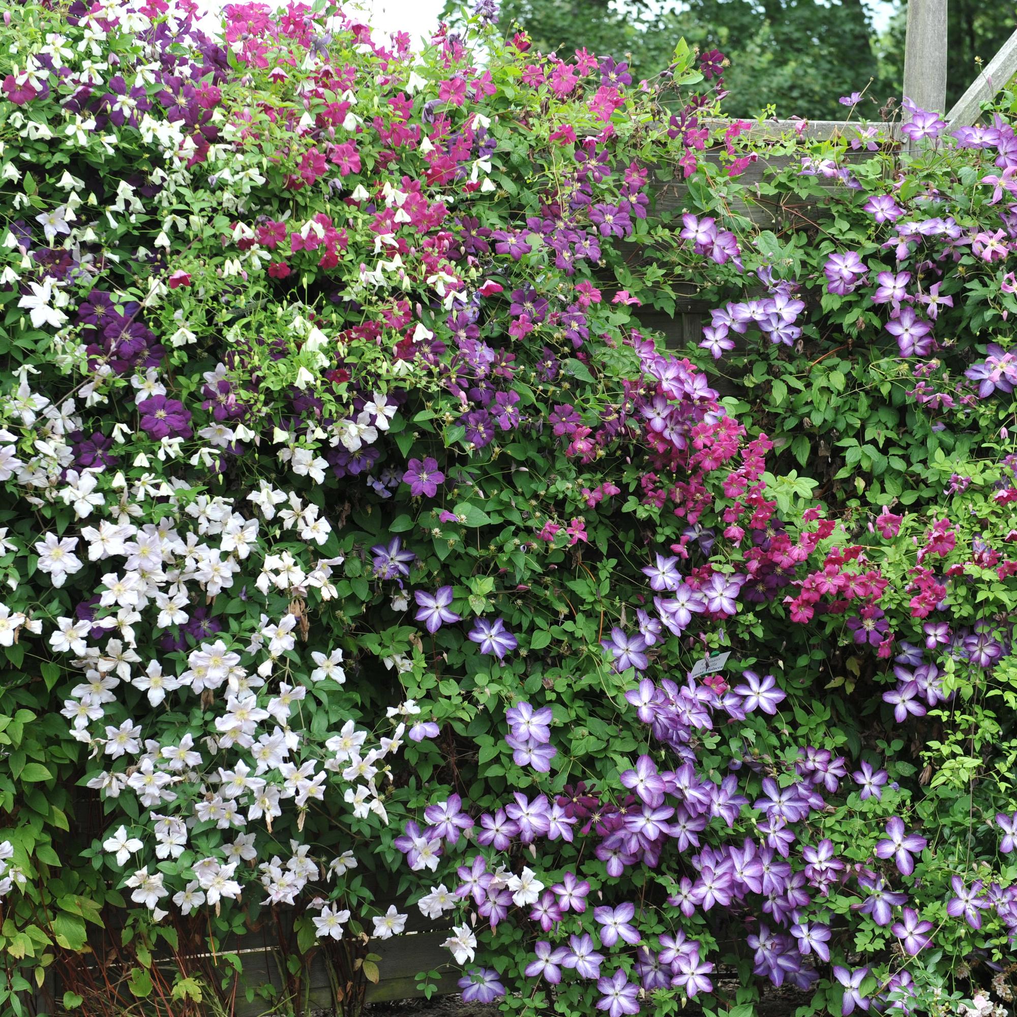 Climbing plant Clematis 'Tricolour' – Pink-white-purple flowers, 3 plants, 11 cm pot, approx. 40 cm tall