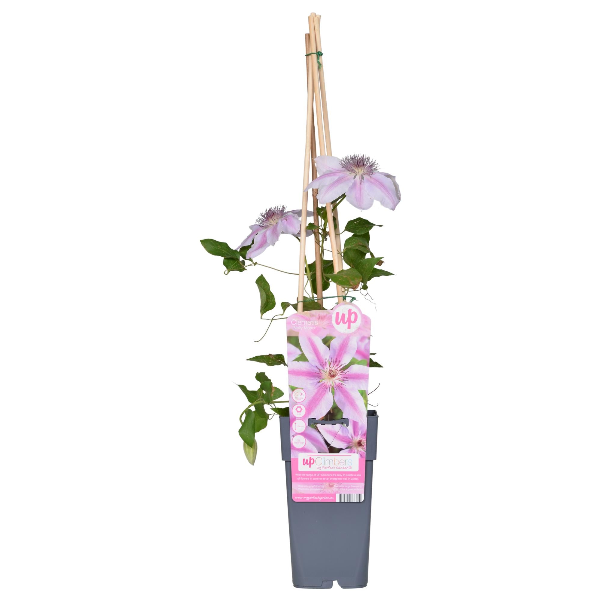 Clematis 'Nelly Moser' – light pink climbing plant, 15 cm pot, 65 cm tall