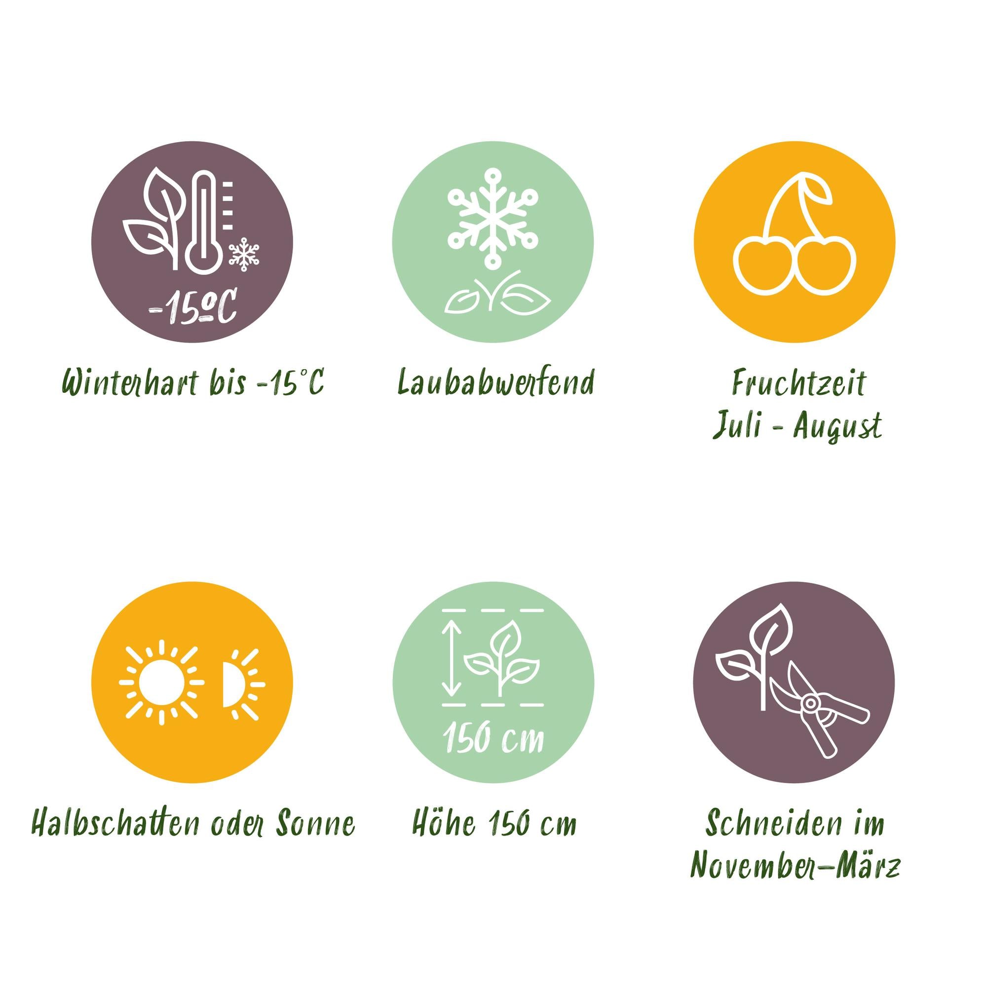 Rote Himbeere „Autumn Bliss“ – 2 kräftige Pflanzen im 11 cm Topf, ca. 40 cm