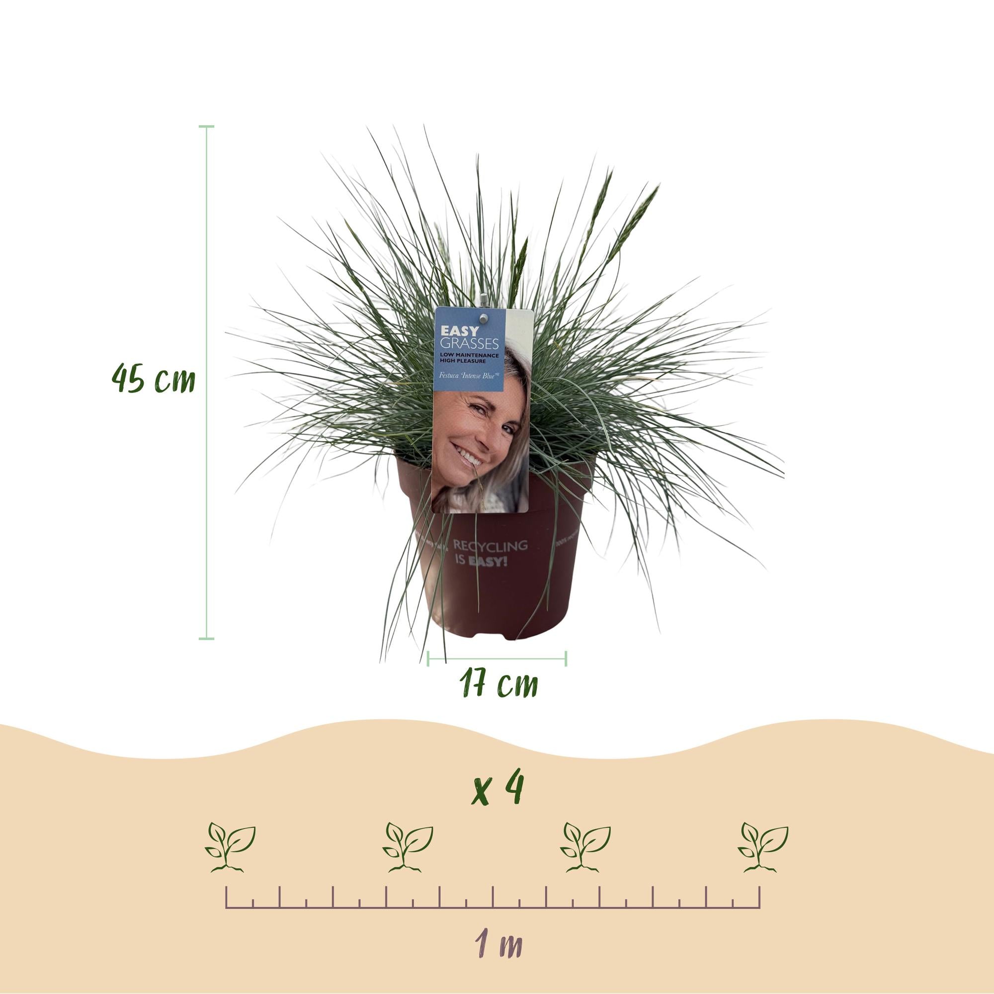 Blauschwingel ‘Intense Blue’ (Festuca glauca) – immergrün, 17 cm Topf, 50 cm Höhe