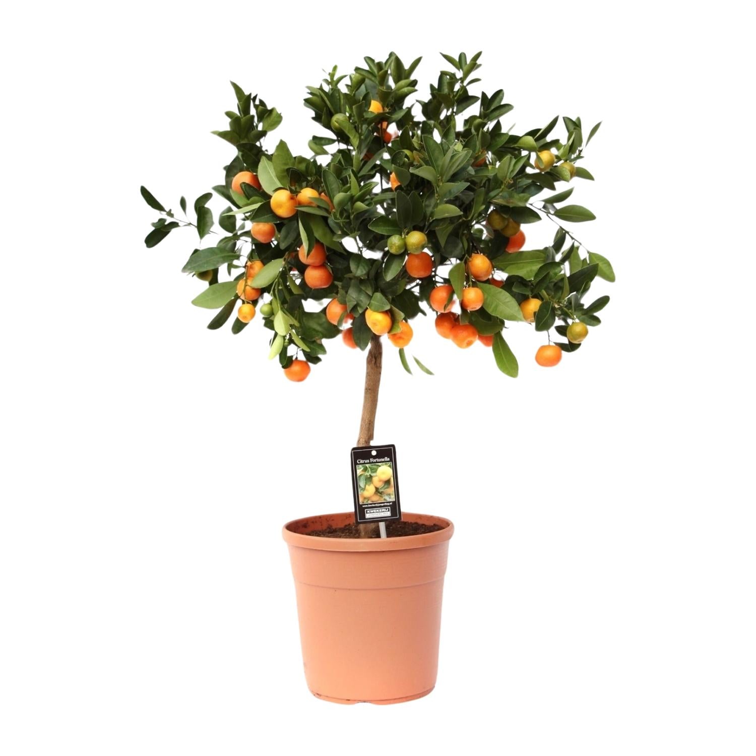 Calamondinorange (Citrus calamondin) – 40–80 cm