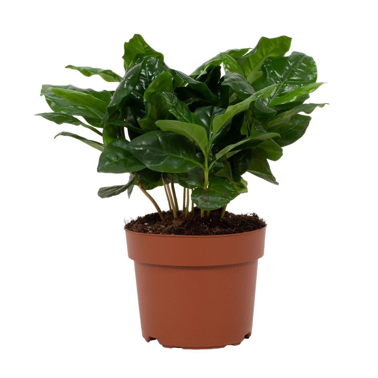 Koffieplant (Coffea arabica) – 22–30 cm
