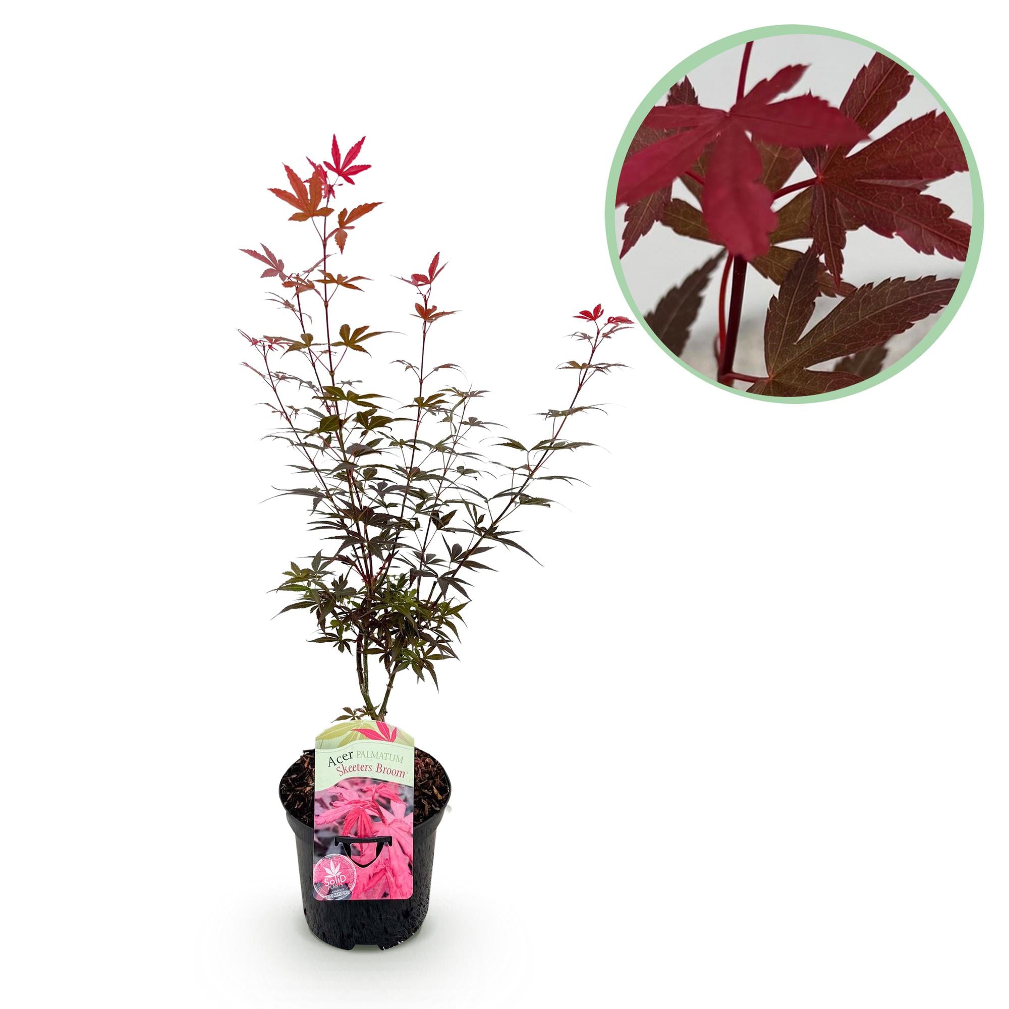 Japanischer Ahorn ‘Skeeter’s Broom’ – laubabwerfend, 19 cm Topf, 70 cm hoch