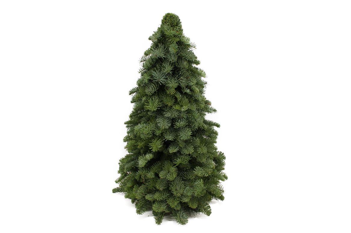 Nobilis-Tanne – Mini-Weihnachtsbaum, 30–60 cm