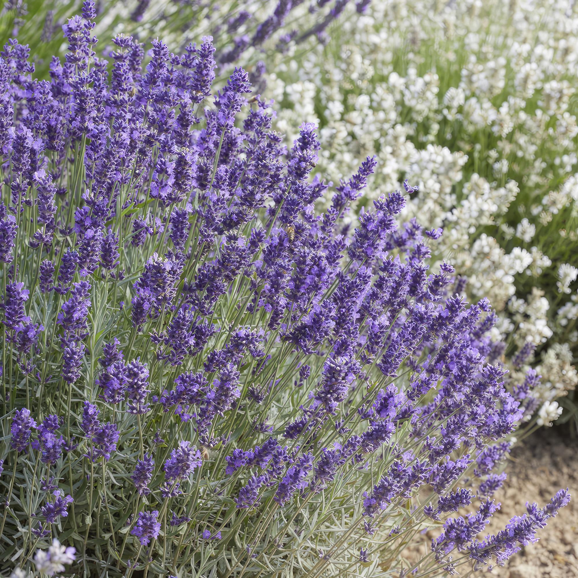 6x Lavandula 'Hidcote' - ↕10-25cm - Ø9cm