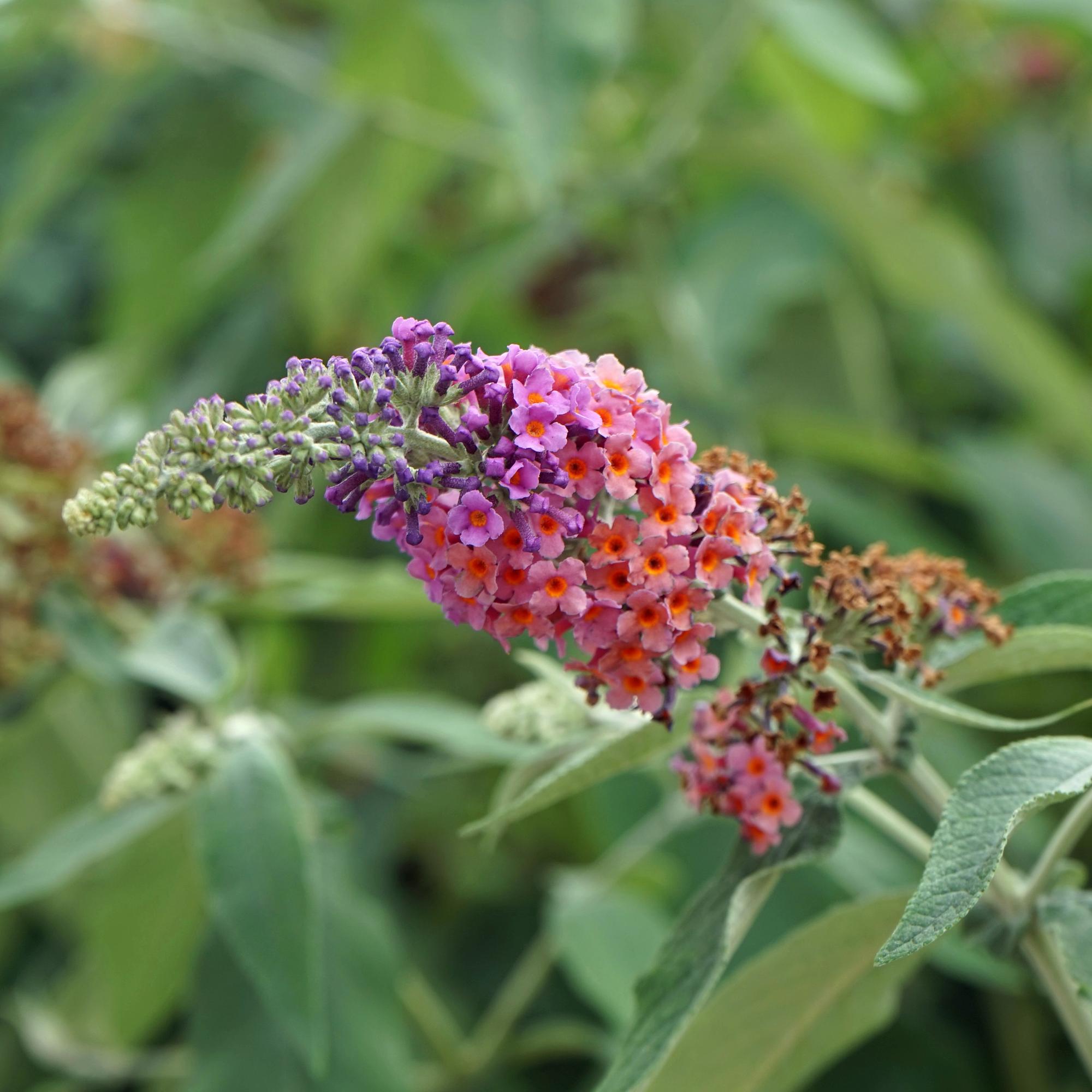 Buddleja davidii 'Flower Power' – deciduous butterfly bush, 17 cm pot, 30 cm height