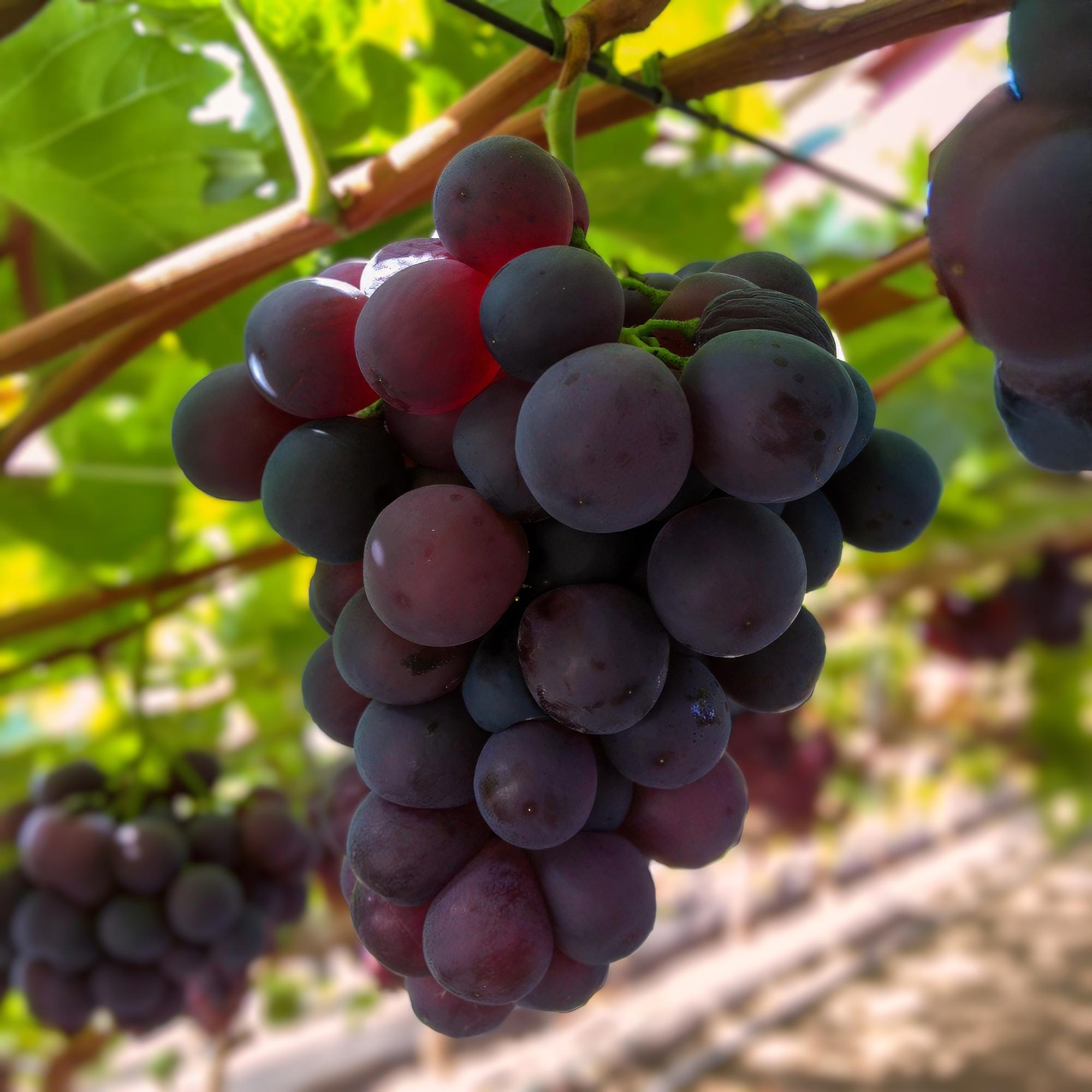 Kernlose Traube ‘Vanessa’ – Vitis vinifera, 2 Pflanzen, Topf 15 cm, Höhe 50 cm