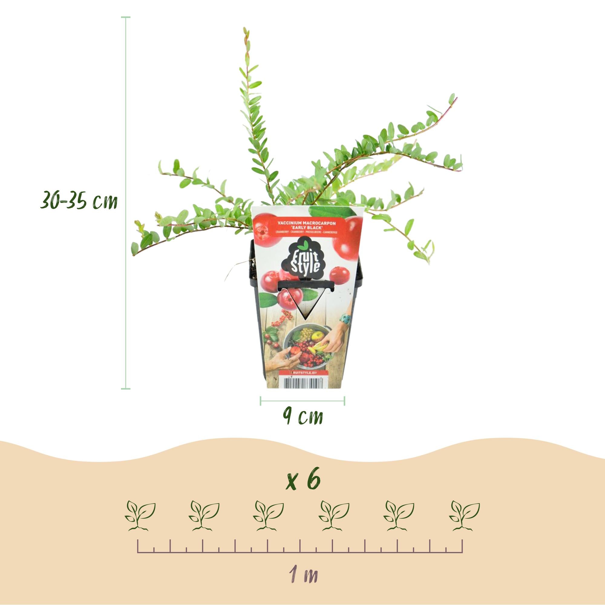 Blueberry ‘Early Black’ (Vaccinium macrophylla) – hardy, 3 plants in a 9 cm pot