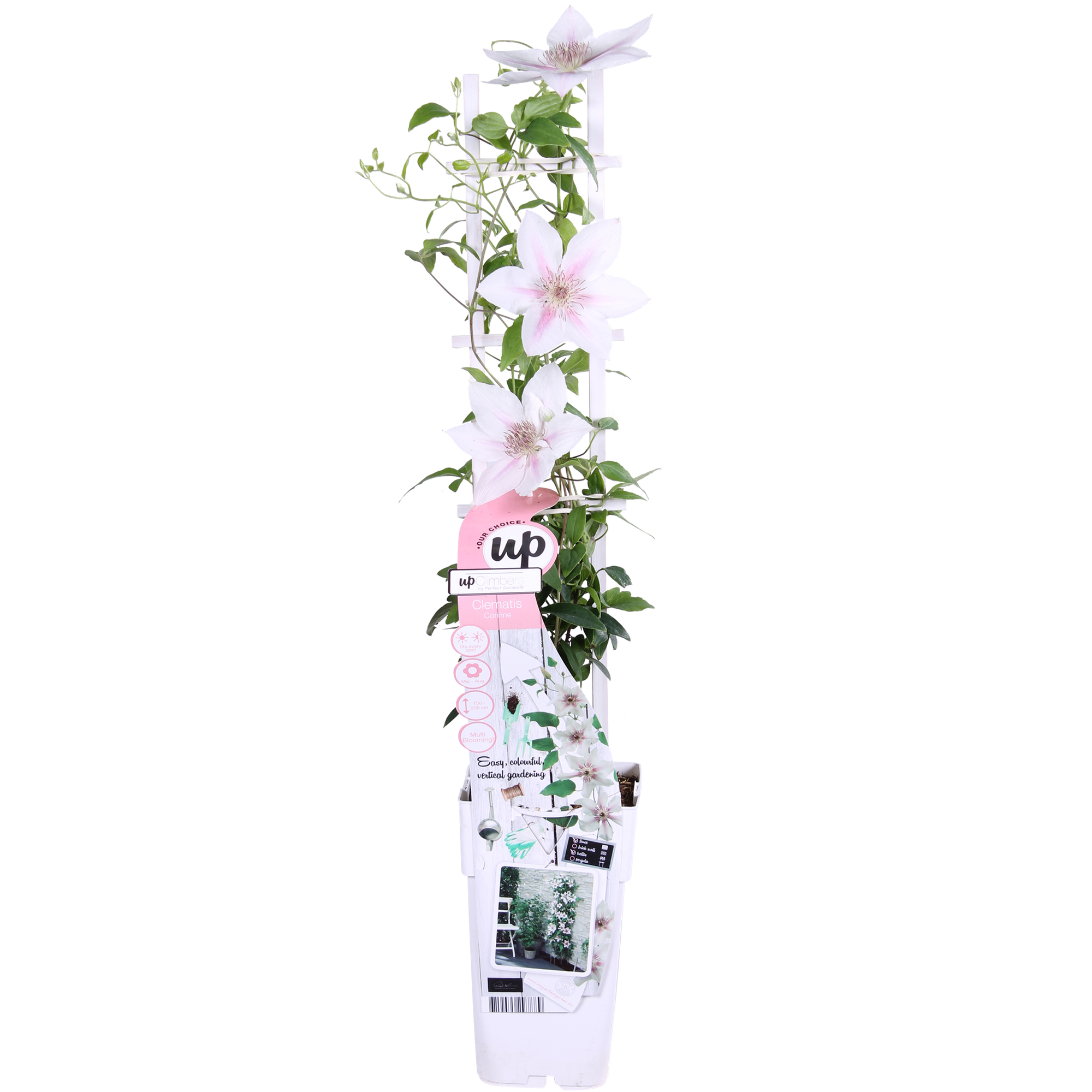 Clematis 'Corinne' – compacte, witbloeiende klimplant, Ø15 cm, ↕65 cm
