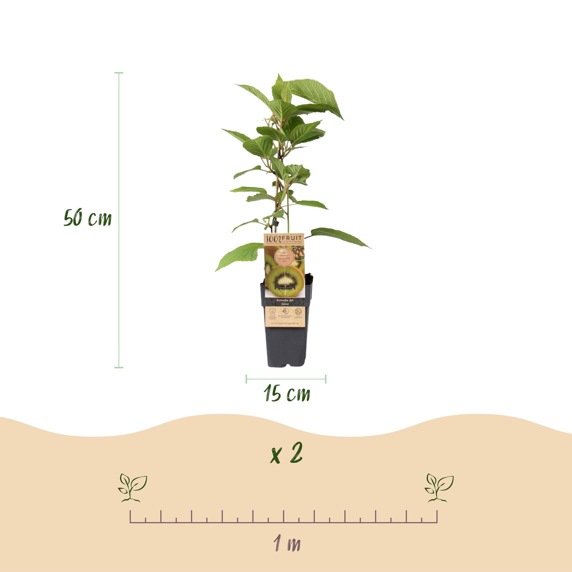Grüne Kiwi „Jenny“ – Actinidia deliciosa, 2 Pflanzen im 15 cm-Topf (Höhe ca. 50 cm)
