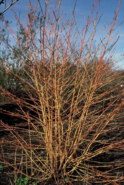 Hartriegel ‘Midwinter Fire’ – farbintensiver Zierstrauch, 9 cm Topf, 10–25 cm hoch