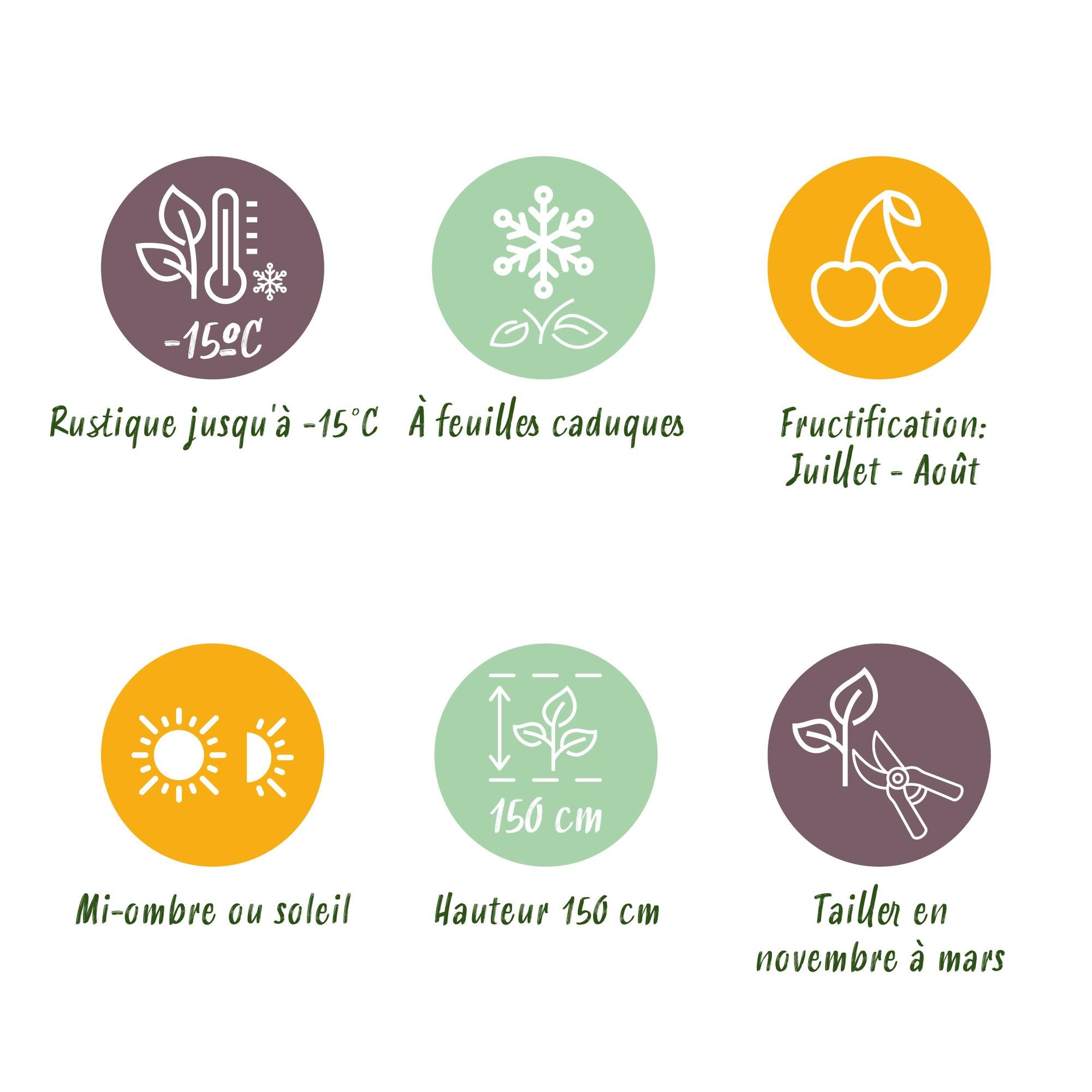 Rote Johannisbeere (Ribes rubrum) – 2 Pflanzen, ca. 40 cm, Topf Ø 11 cm