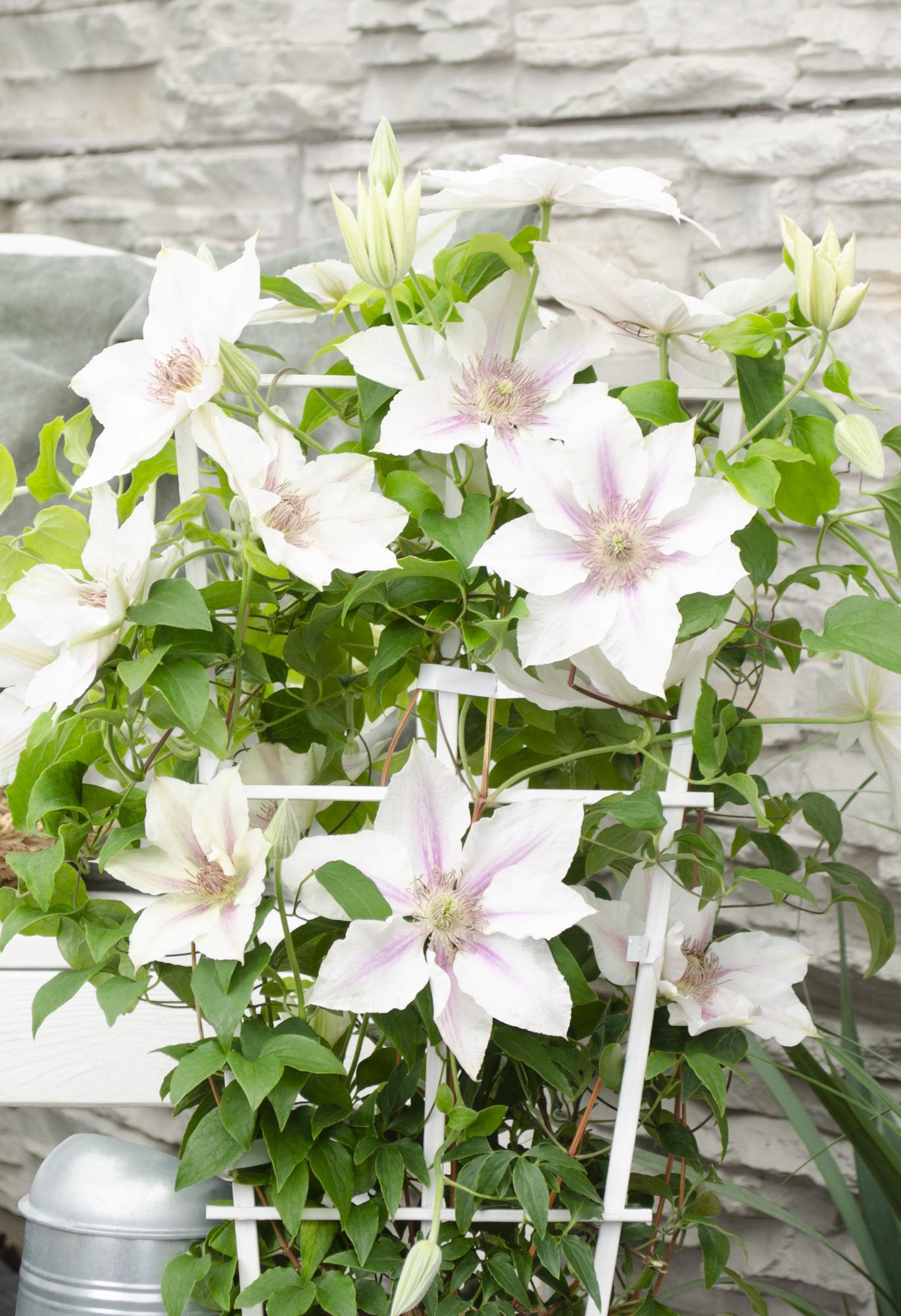 Clematis 'Corinne' – compacte, witbloeiende klimplant, Ø15 cm, ↕65 cm