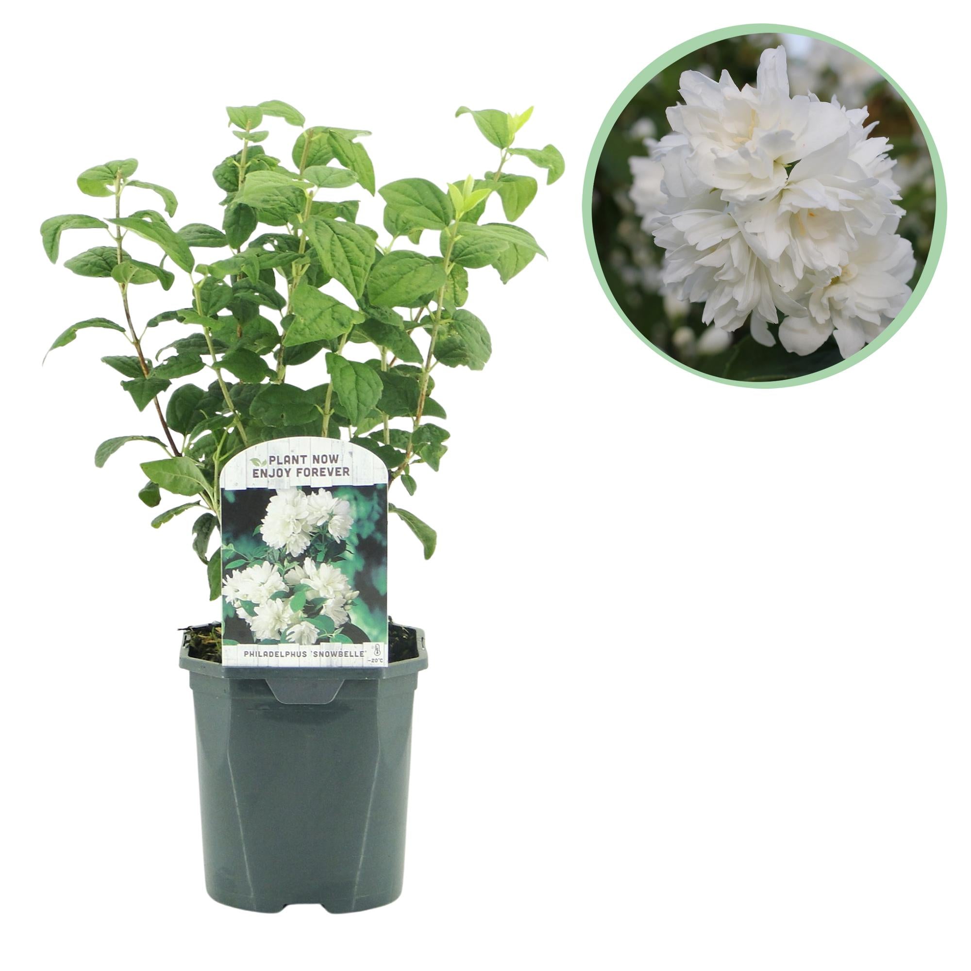 Bauernjasmin ‘Snowbelle’ – laubabwerfend, weiße Blüten, 17-cm-Topf, 45 cm