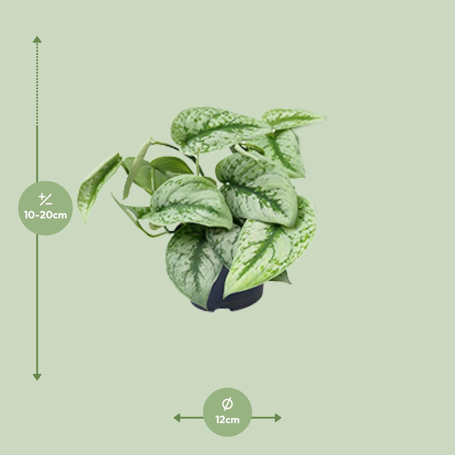 Scindapsus Pictus 'Trebie' – Gevlekte klimop - 15-25 cm