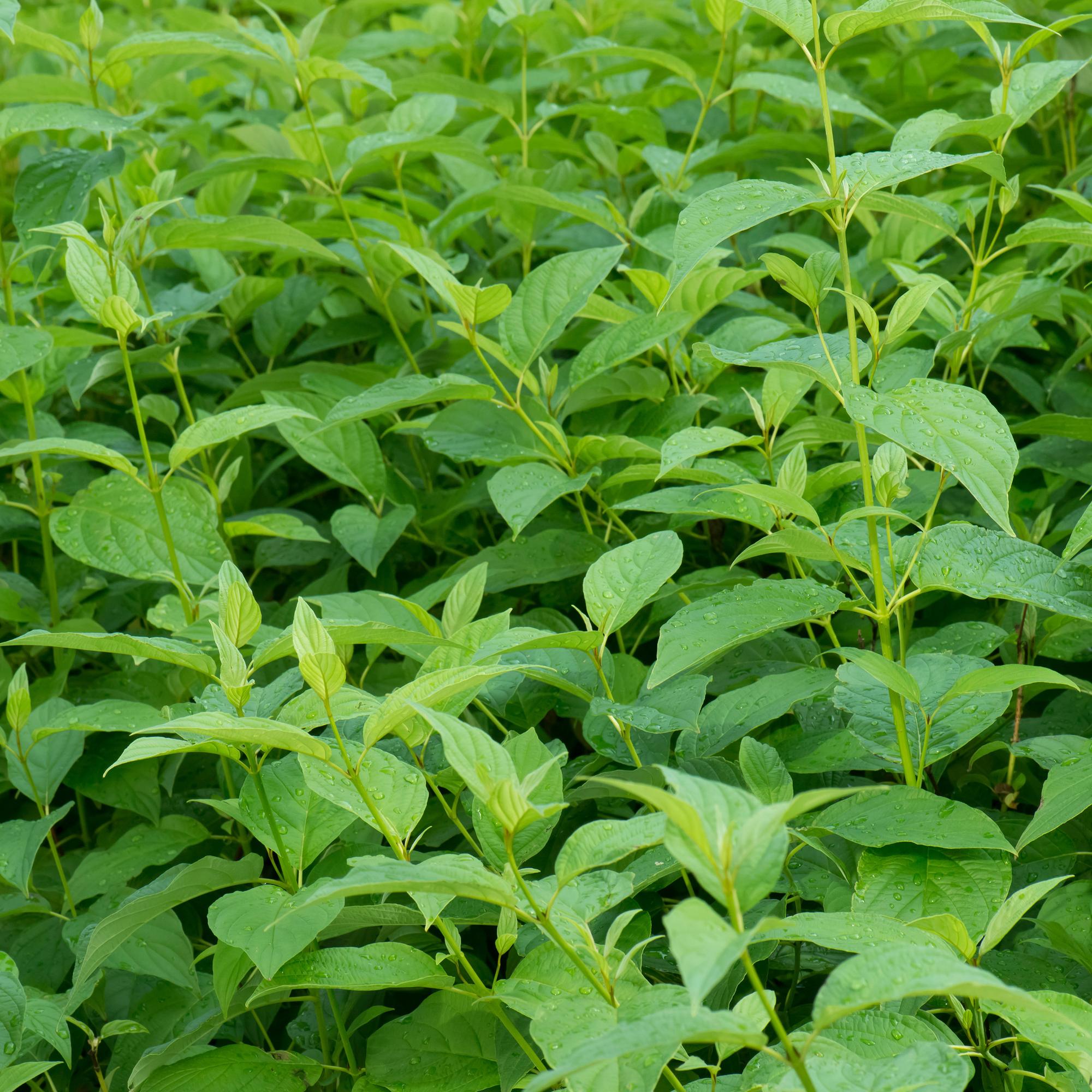 Cornus alba ‘Flaviramea’ – 1 Pflanze, grüne Zweige, Topf 17 cm, 45 cm Höhe
