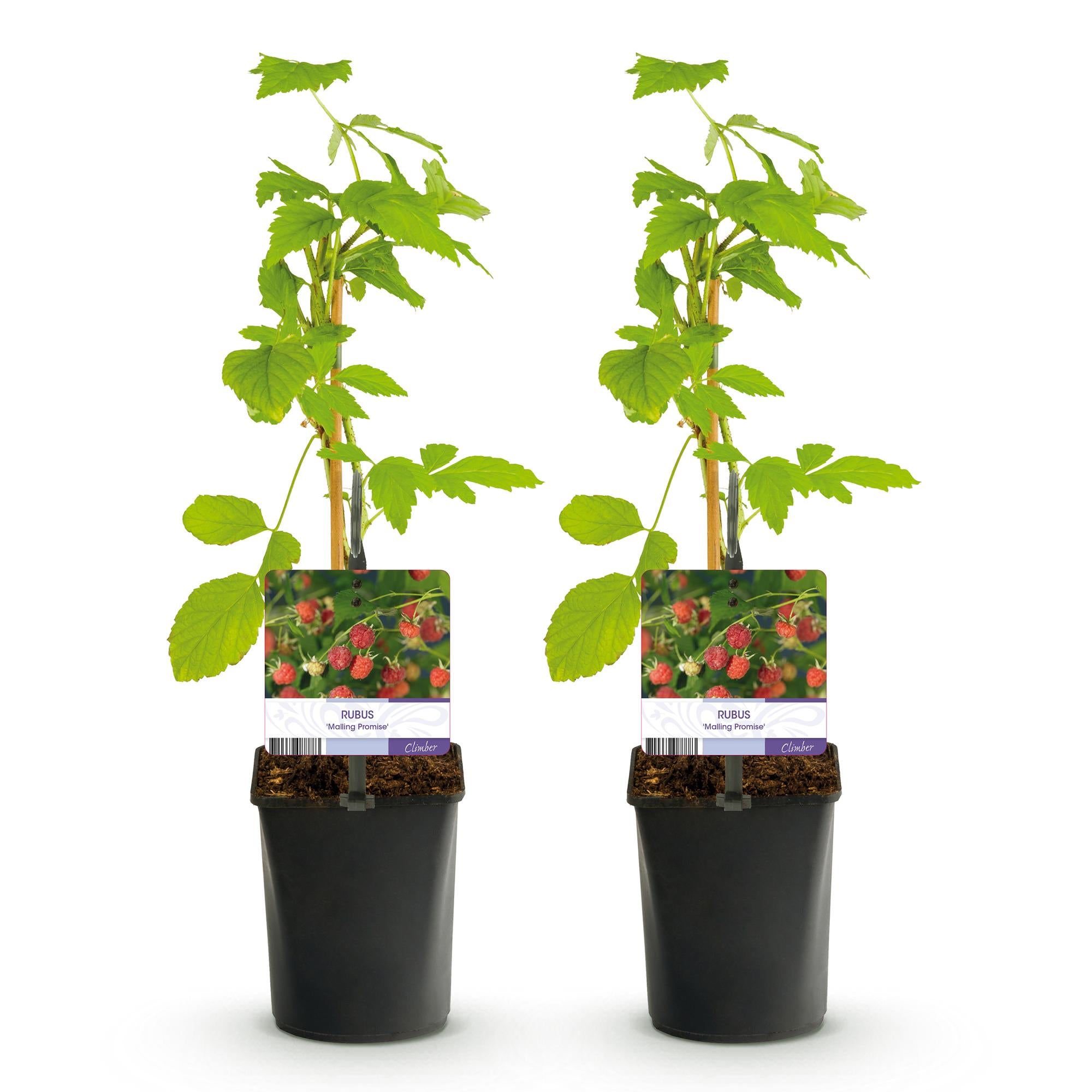 Red Raspberry “Mailing Promise” – 2 strong plants in an 11 cm pot (approx. 40 cm)