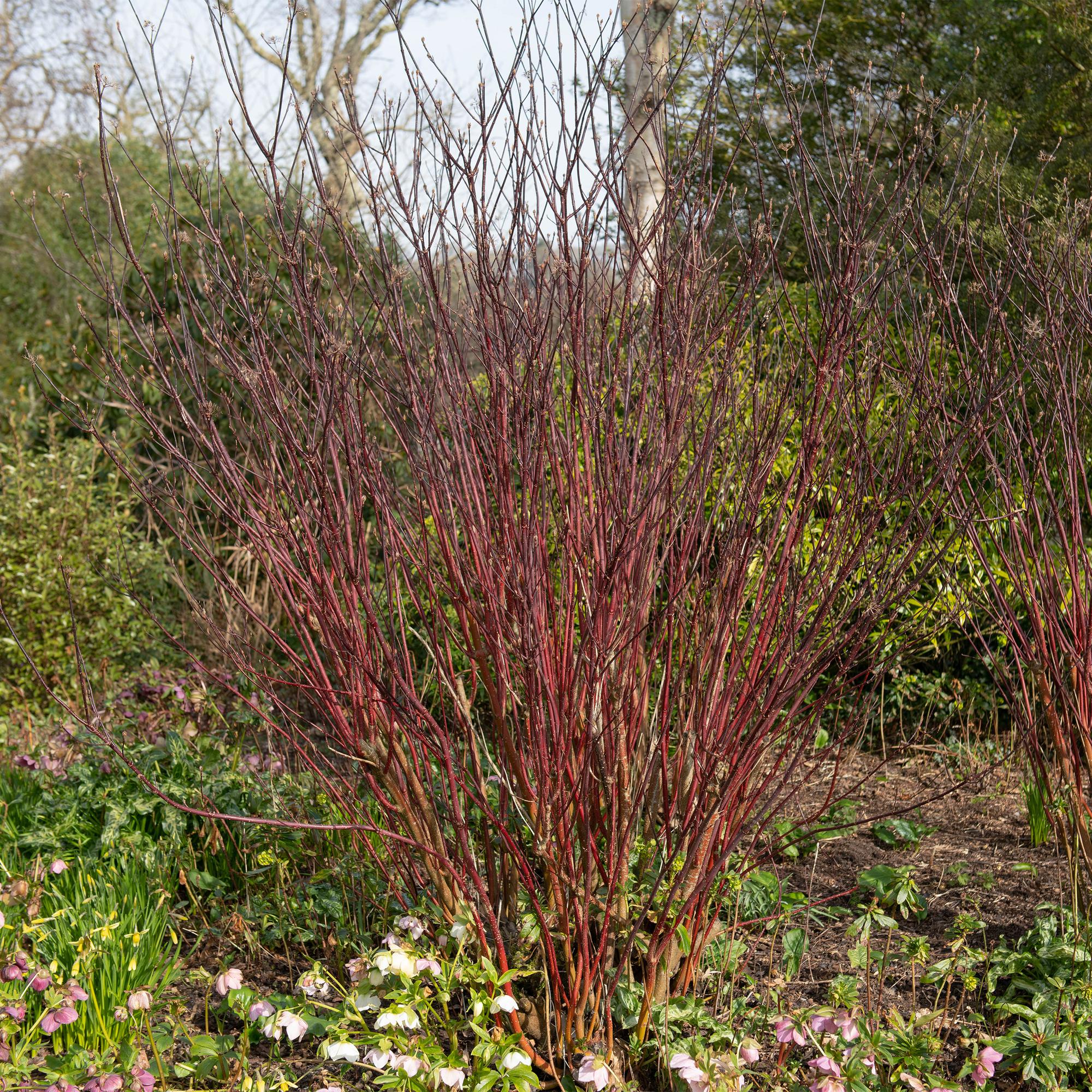 Cornus alba 'Kesselringii' – Ornamental dogwood with dark branches, 45 cm tall