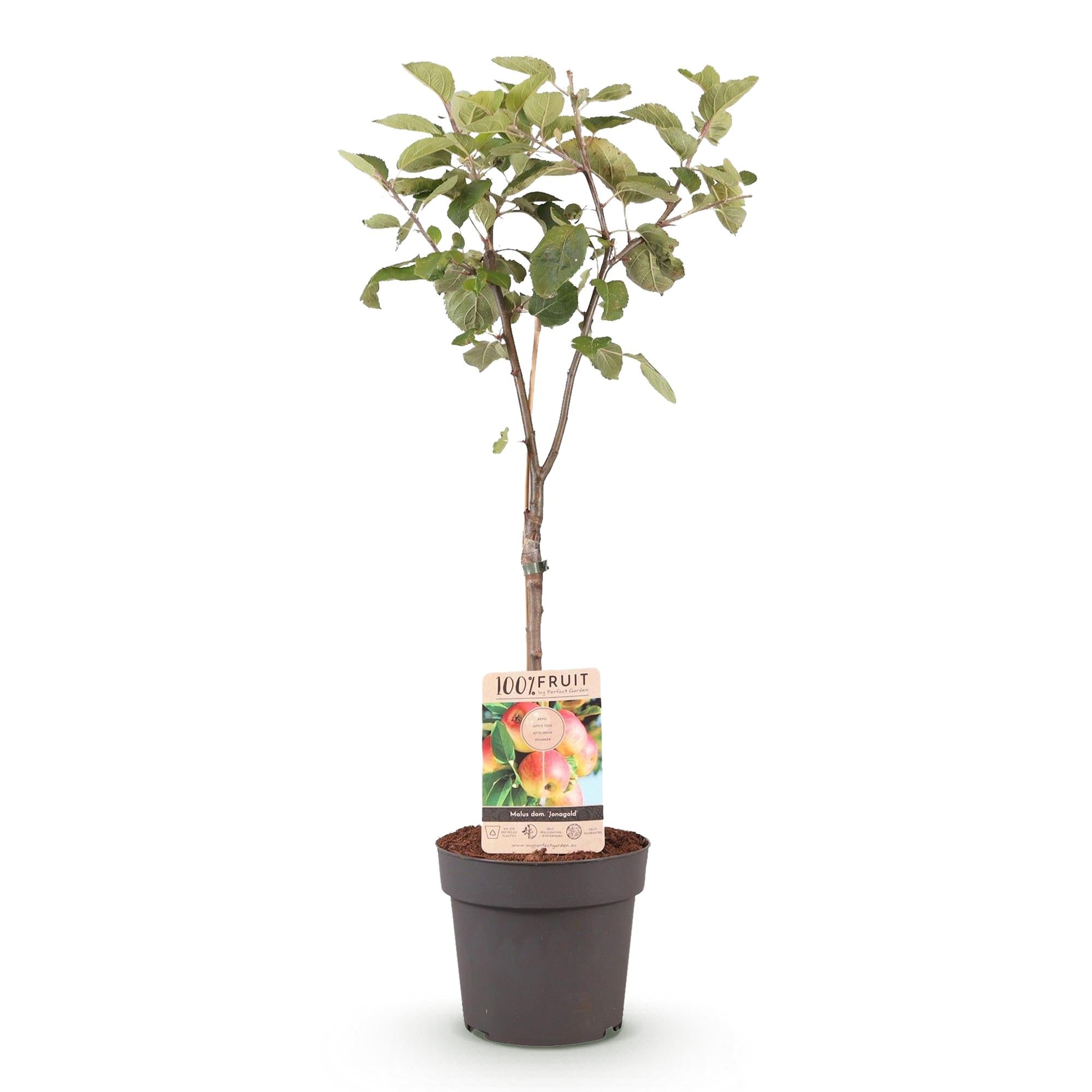 Obstpflanze Apfelbaum „Jonagold“ – gelbgrüne Sorte, 90 cm hoch