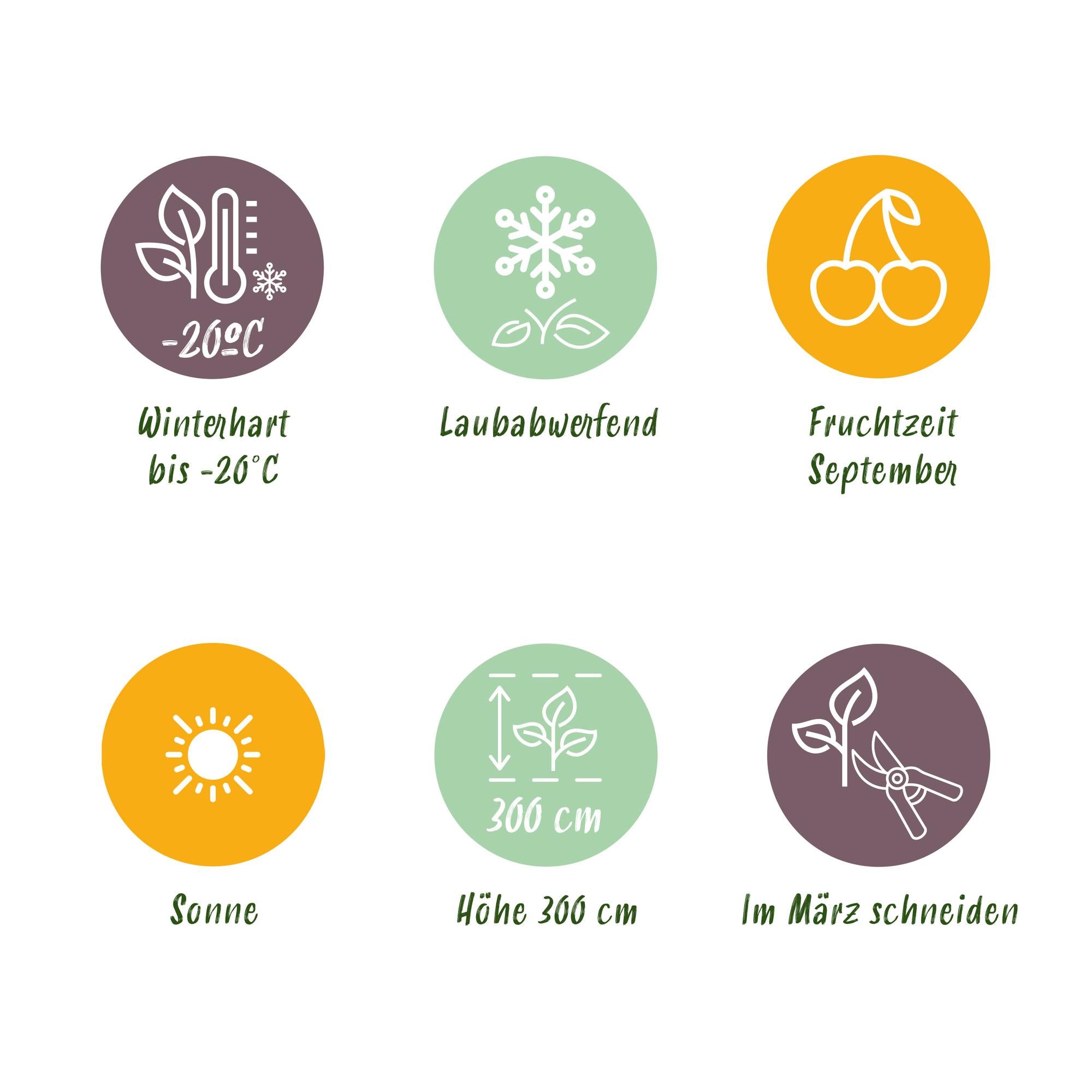 Plum tree “Opal” – Yellow-red fruits in a 21 cm pot (approx. 90 cm tall)