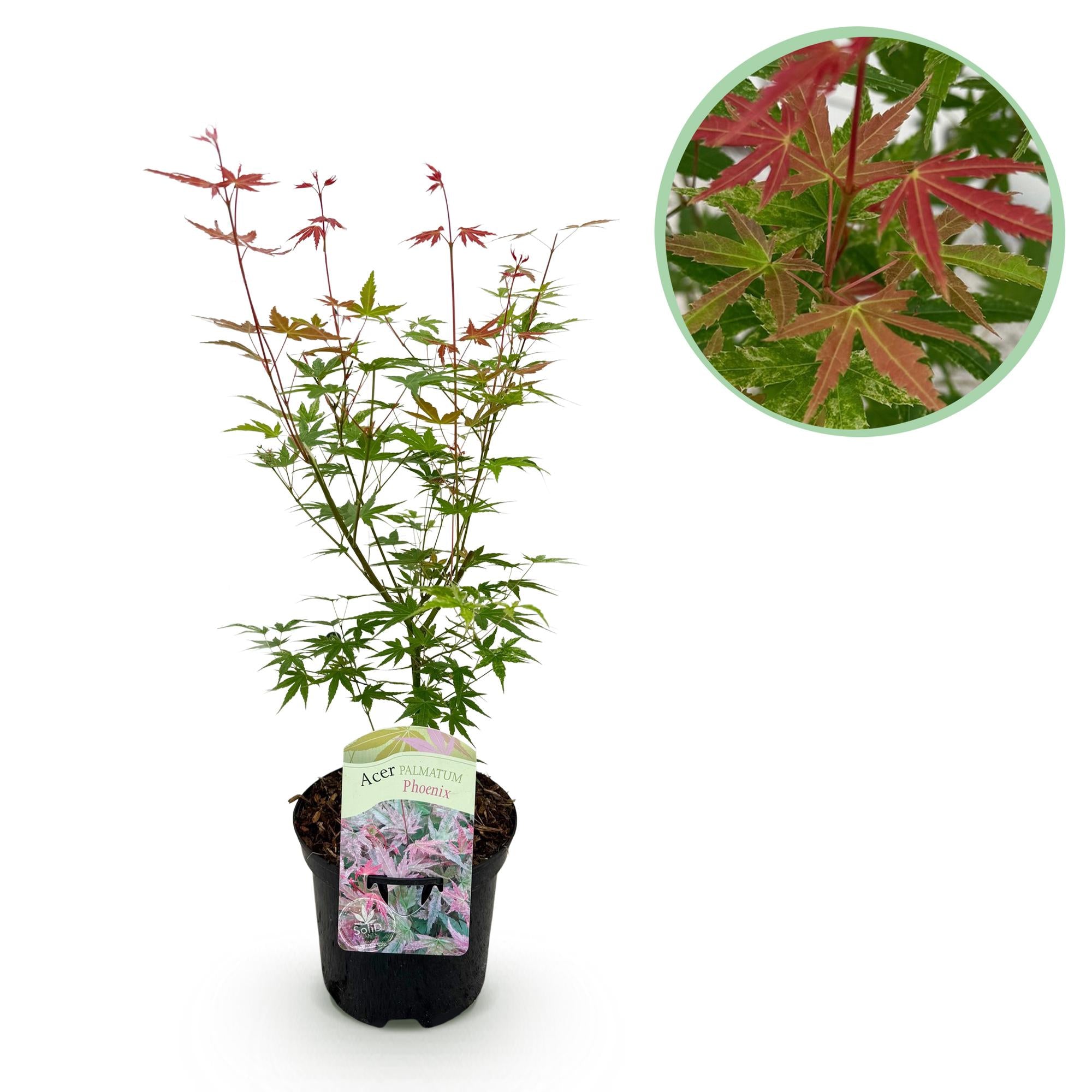 Acer Palmatum ‘Phoenix’ – Japanischer Ahorn, laubabwerfend – 19 cm Topf, 70 cm hoch
