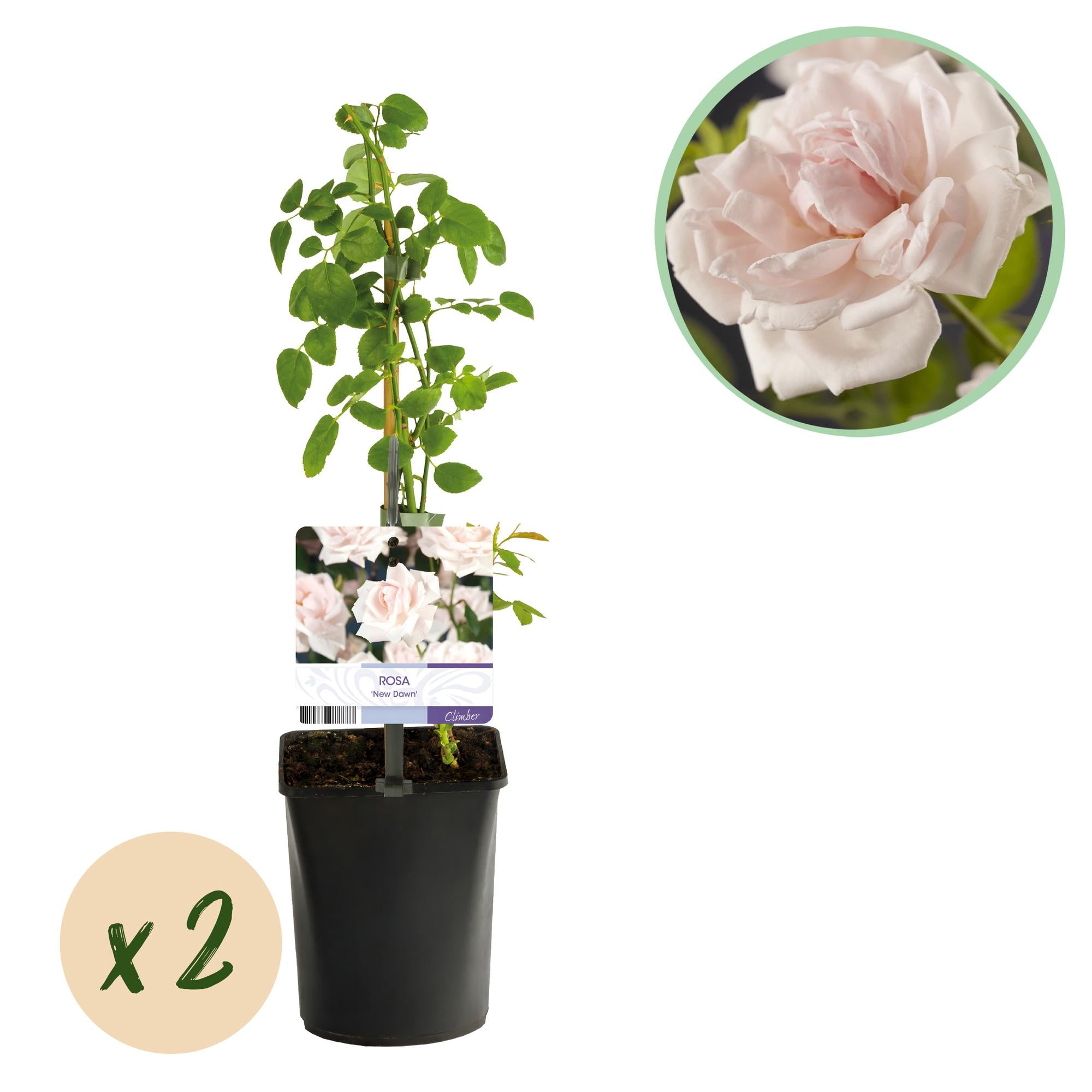 Rosa 'New Dawn' – climbing rose with light pink flowers, 2 plants in an 11 cm pot, 40 cm tall