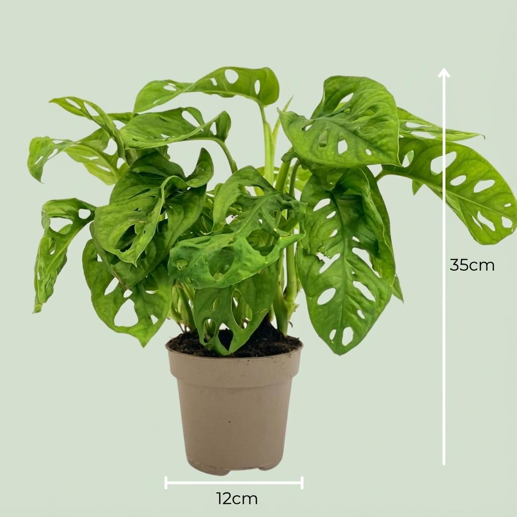 Monstera ‘Monkey Mask’ – Kletter- und Hängepflanze, 12 cm Topf, 25–35 cm Höhe