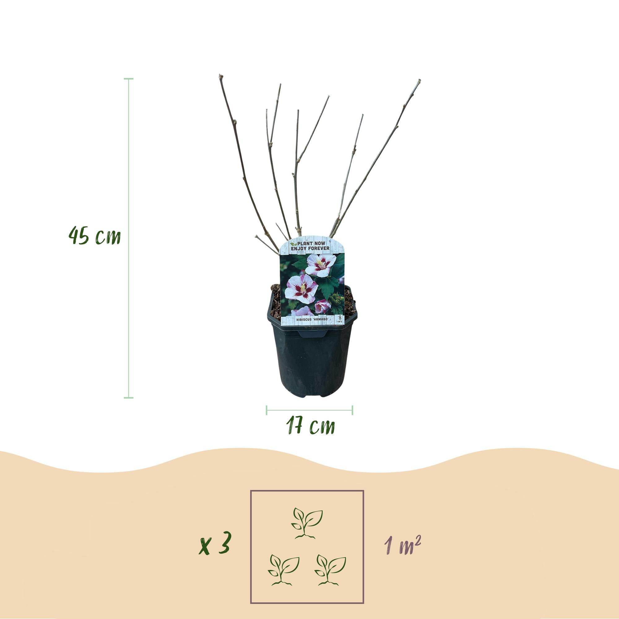 Hibiscus ‘Hamabo’ – laubabwerfend, hellrosa blühend, 17 cm Topf, 45 cm hoch