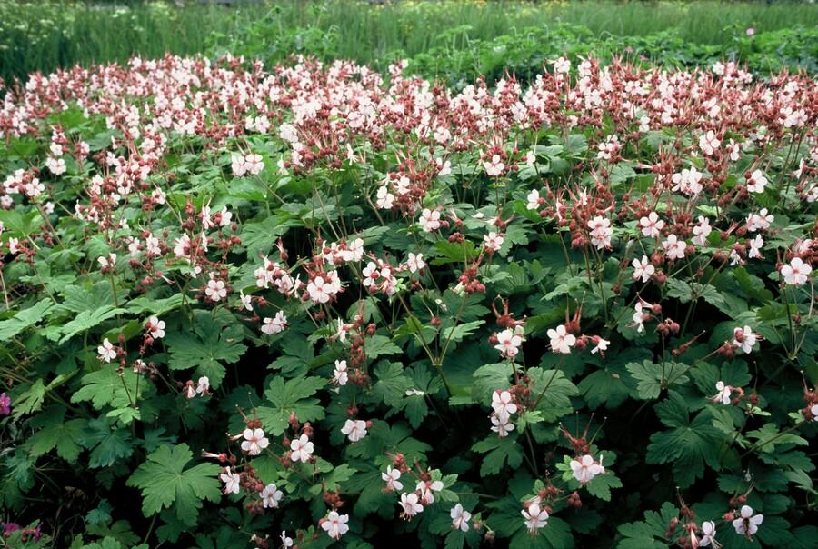 Duftender Storchschnabel ‘Spessart’ (Geranium macrorrhizum) – 9 cm Topf, 10–25 cm