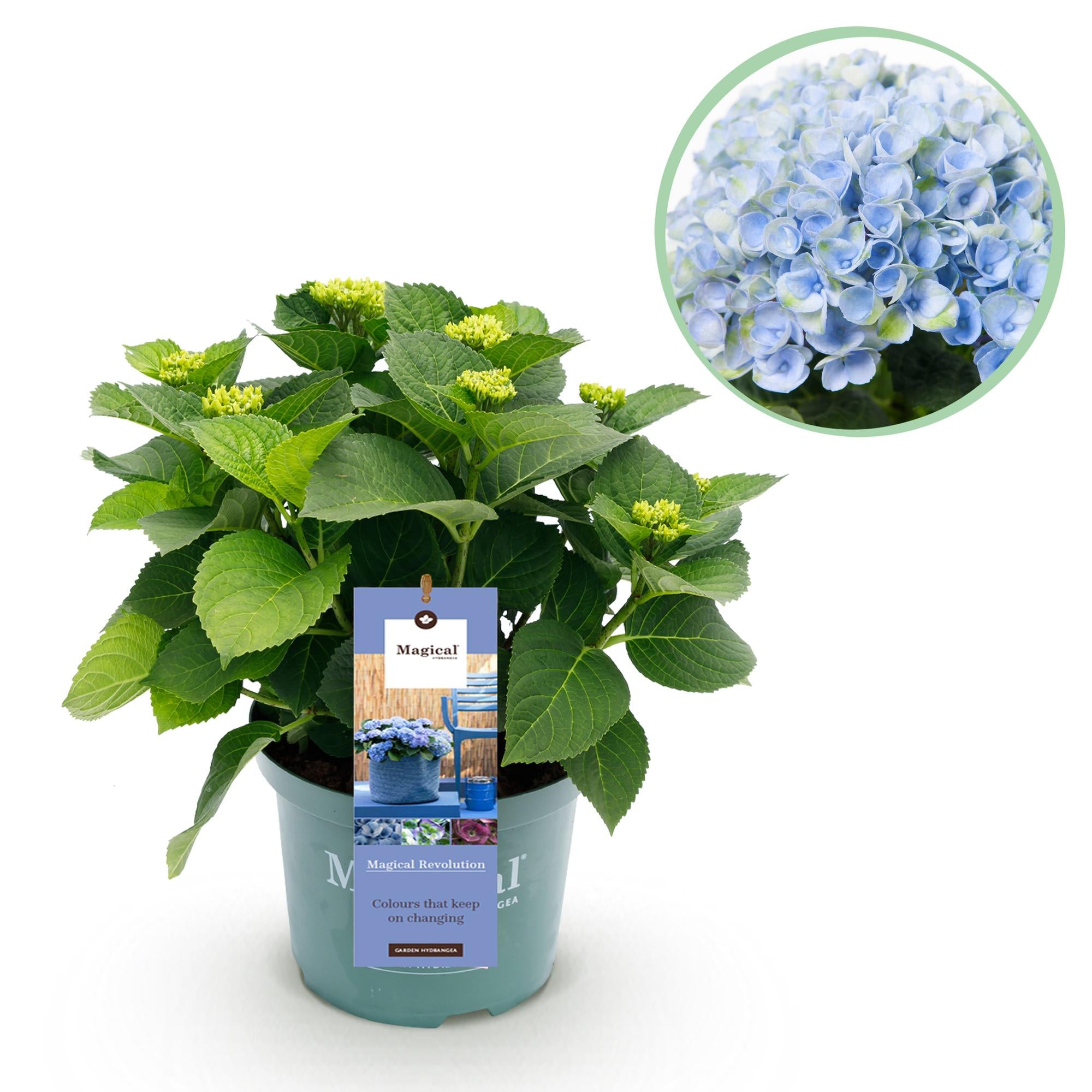 Hydrangea 'Magical Revolution' Blue – Hydrangea, 6–10 flowers – 23 cm pot, 55 cm tall