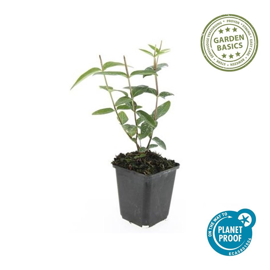 Zier-Johanniskraut (Hypericum inodorum) – 9 cm Topf, 10–25 cm hoch