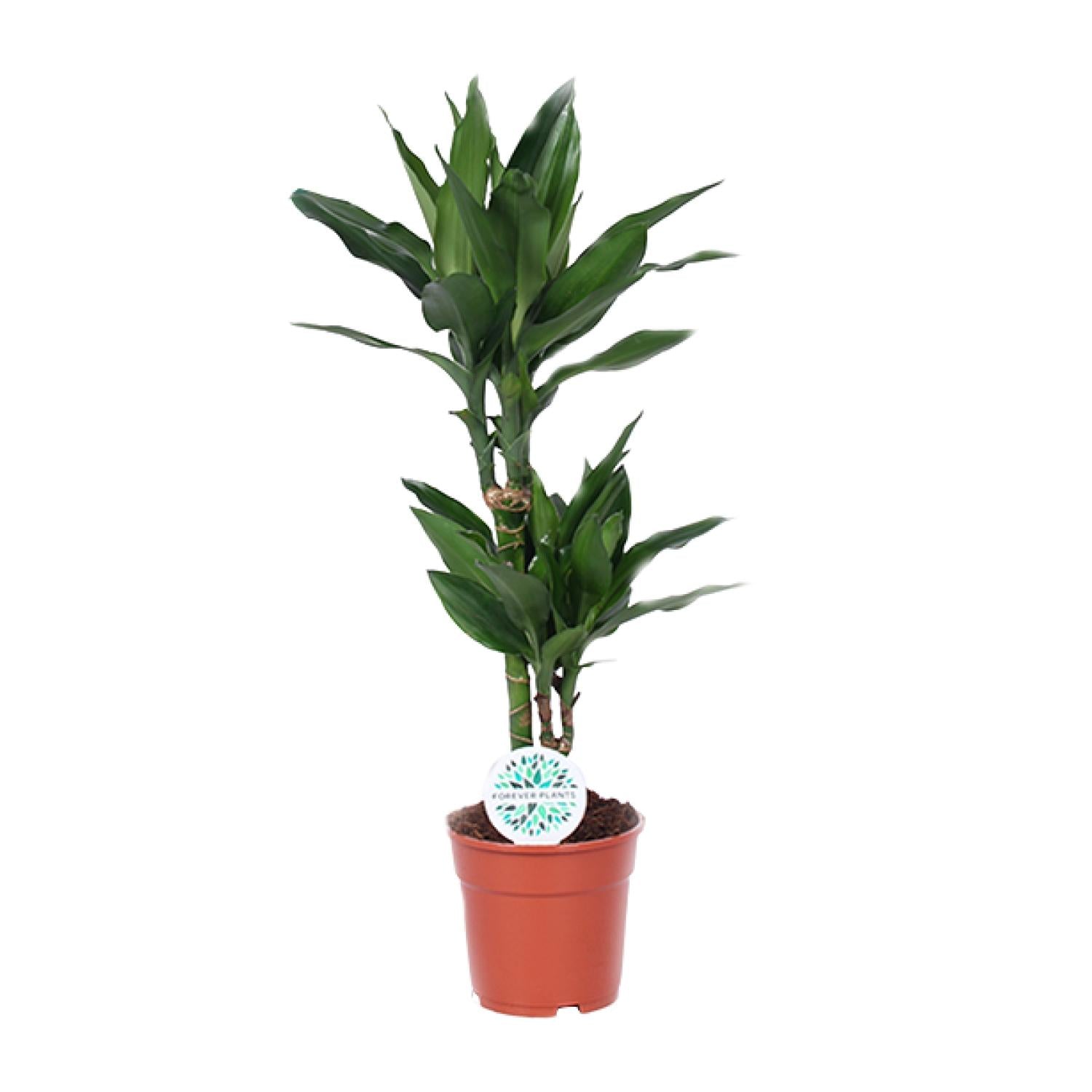 Dracaena Janet Lind – Dragon Tree - 70-130 cm