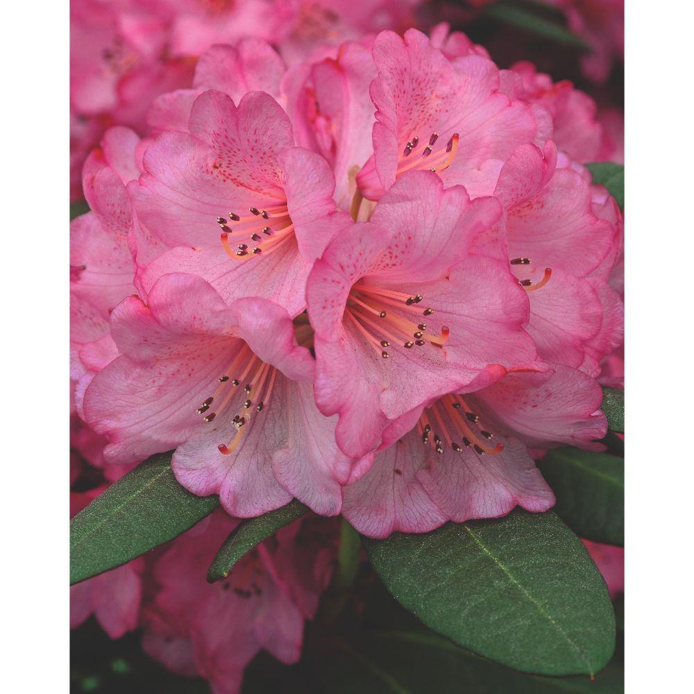 Rhododendron ‘Wine & Roses’ – immergrün, 13 cm Topf, 20 cm hoch