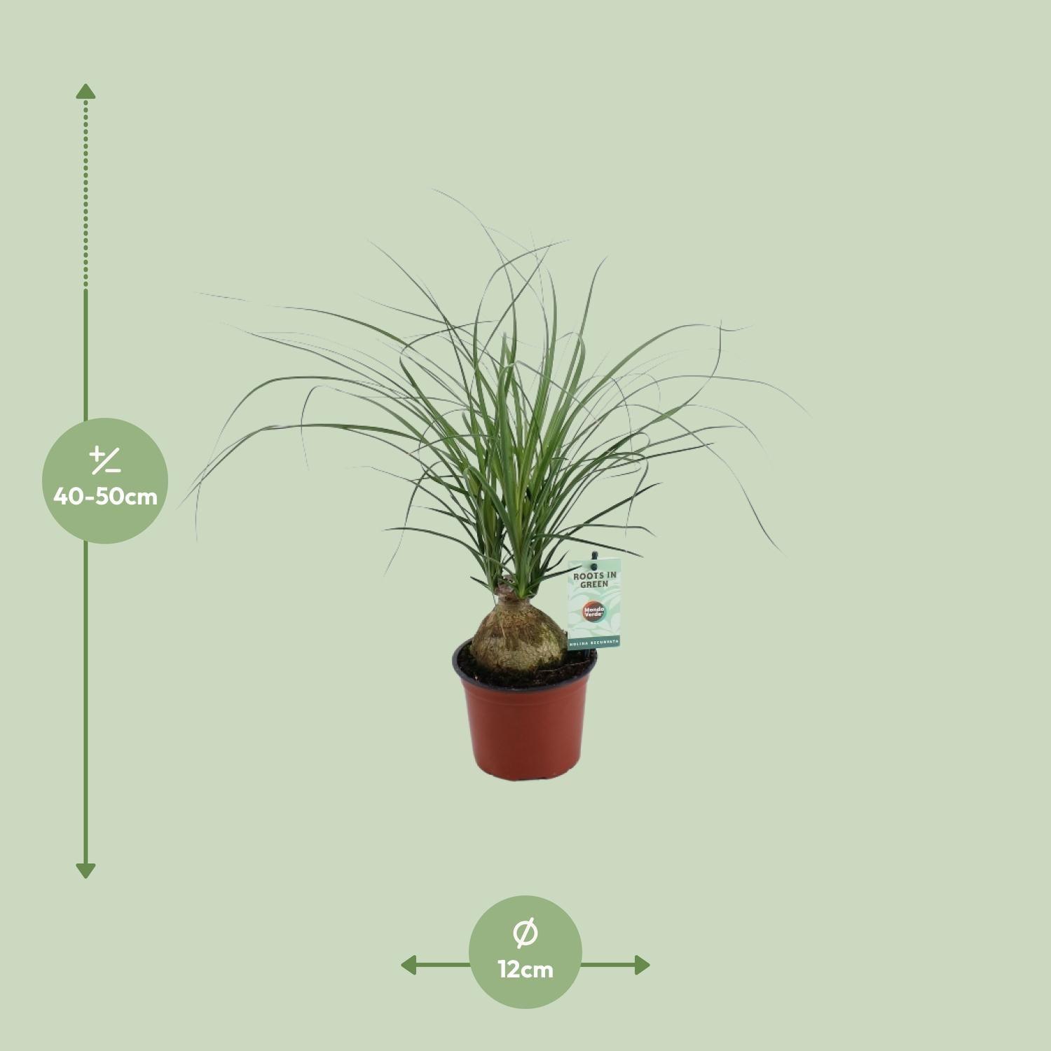 Beaucarnea Recurvata – Olifantspoot - pot 12 cm, hoogte 45 cm