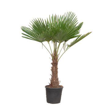 Chinesische Hanfpalme (Trachycarpus fortunei) – 120–240 cm