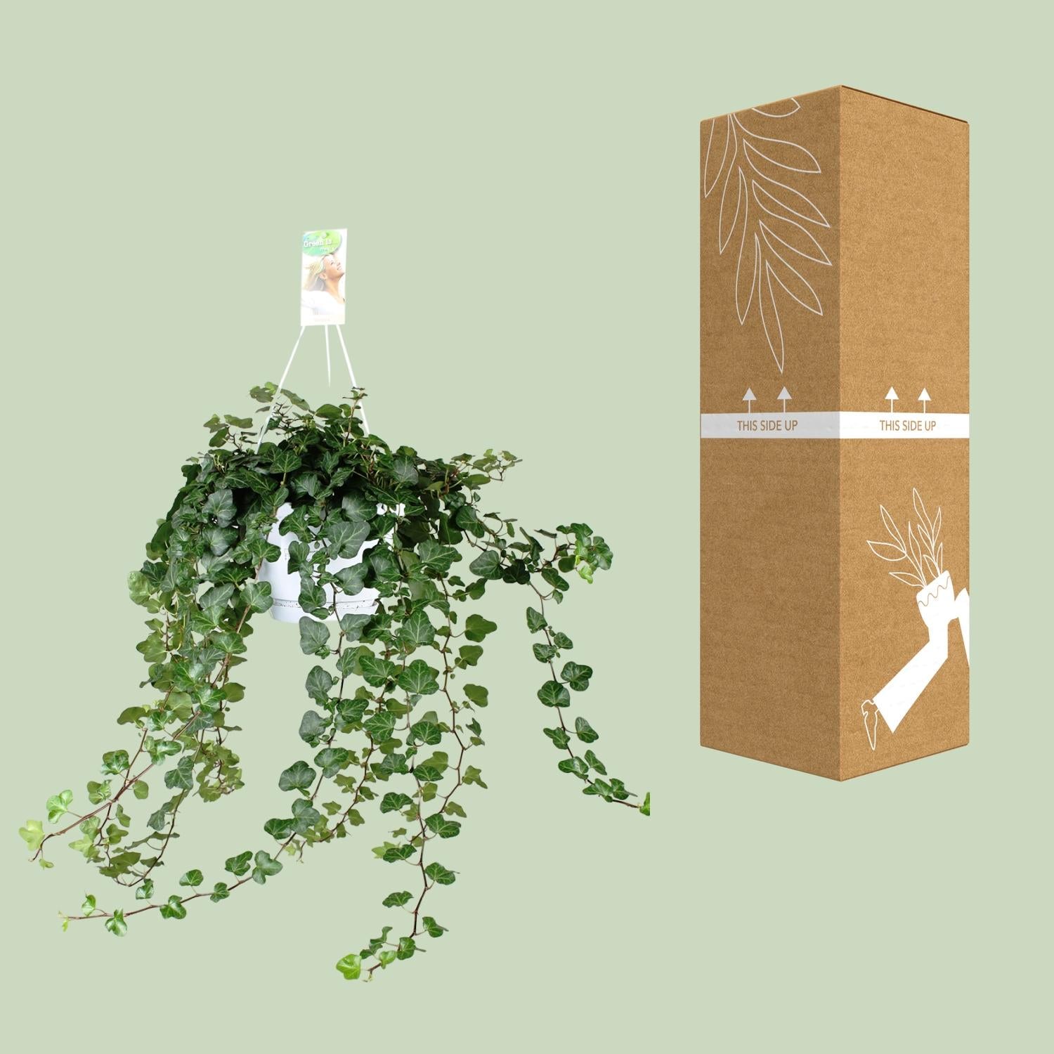 Hedera 'Wonder Green' – Efeu - 50-70 cm