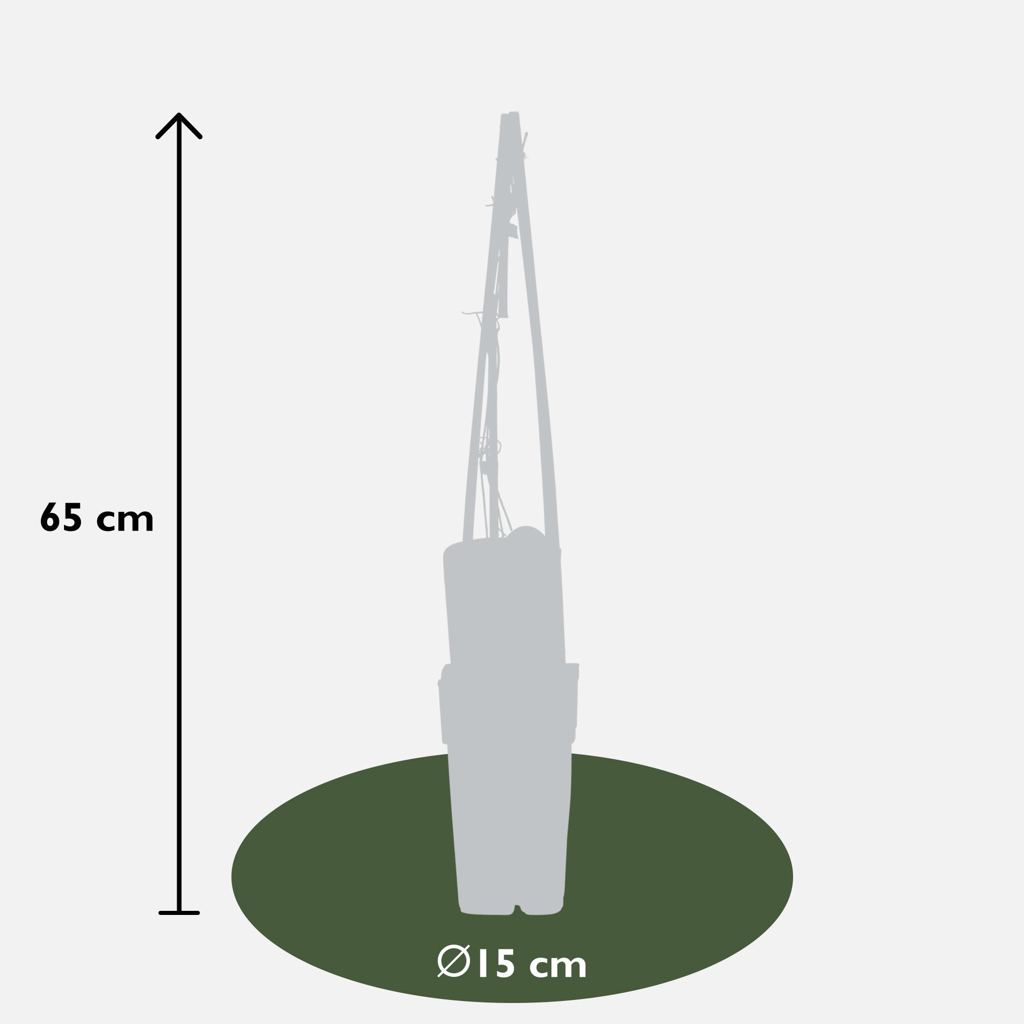 Clematis 'Piilu' – rijkbloeiende klimplant met roze bloemen, potmaat 15 cm, potmaat 65 cm