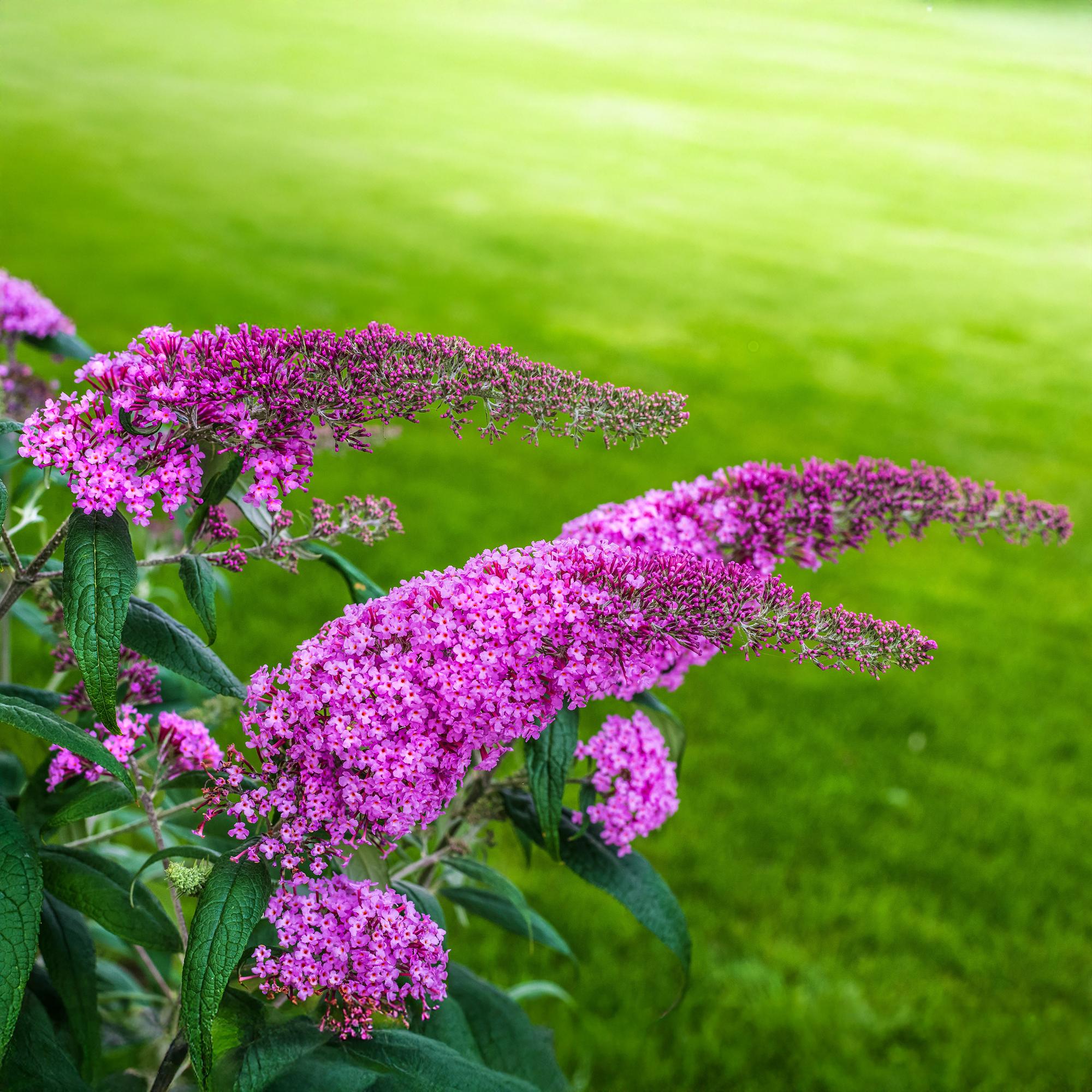 Buddleja davidii ‘Pink Delight’ – Schmetterlingsstrauch, laubabwerfend, 17 cm Topf, 25 cm
