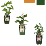 BIO Obstpflanzen-Set „Süße Ernte Trio“ – drei verschiedene Sorten